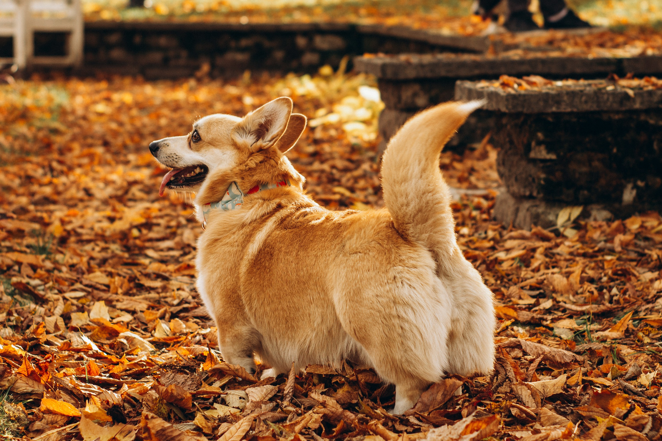 Corgi party, october. Kat Laisaar — Pet photographer in Tallinn