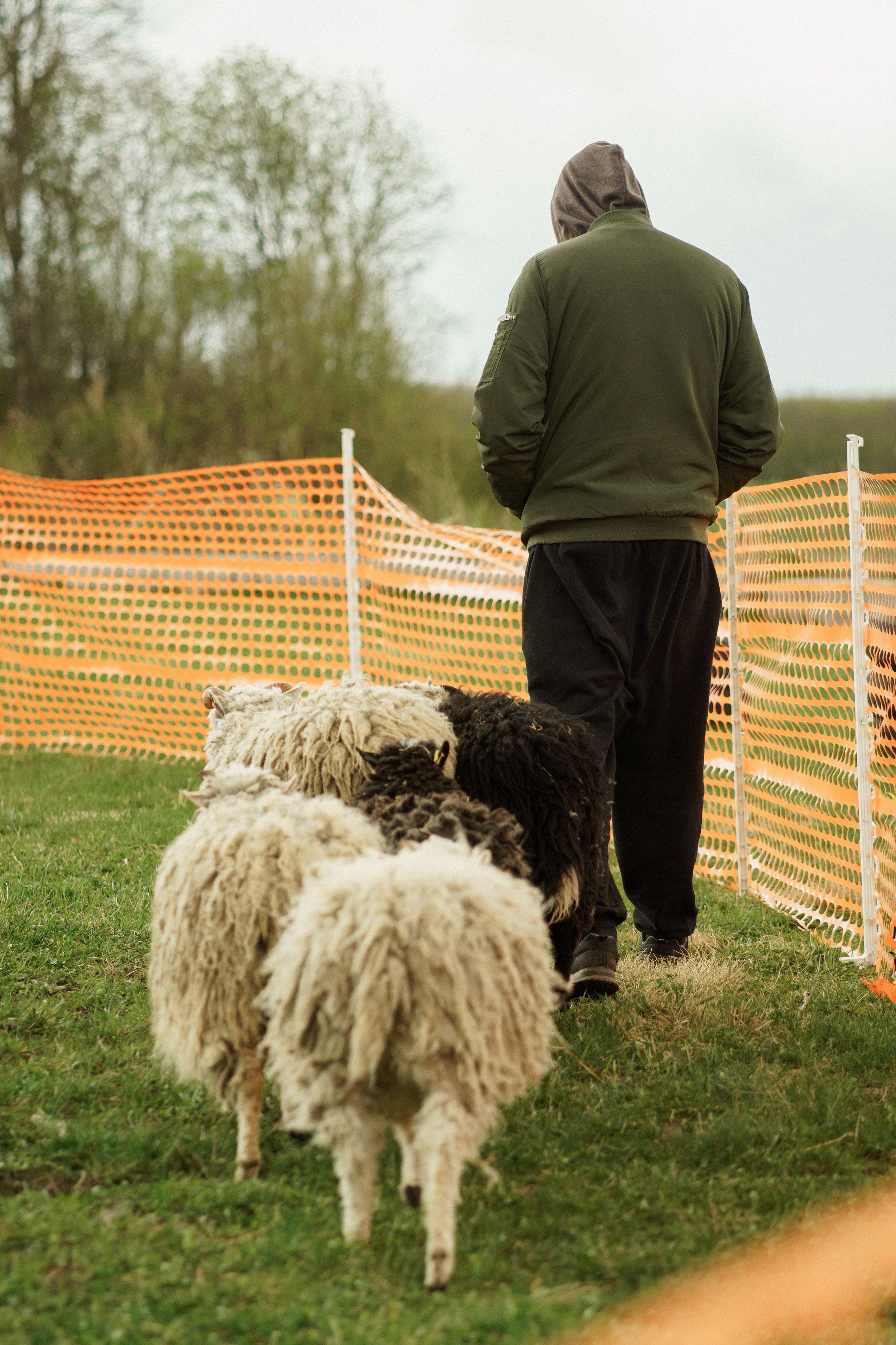 Herding Days, 26 apr. 2025. Kat Laisaar — Pet photographer in Tallinn
