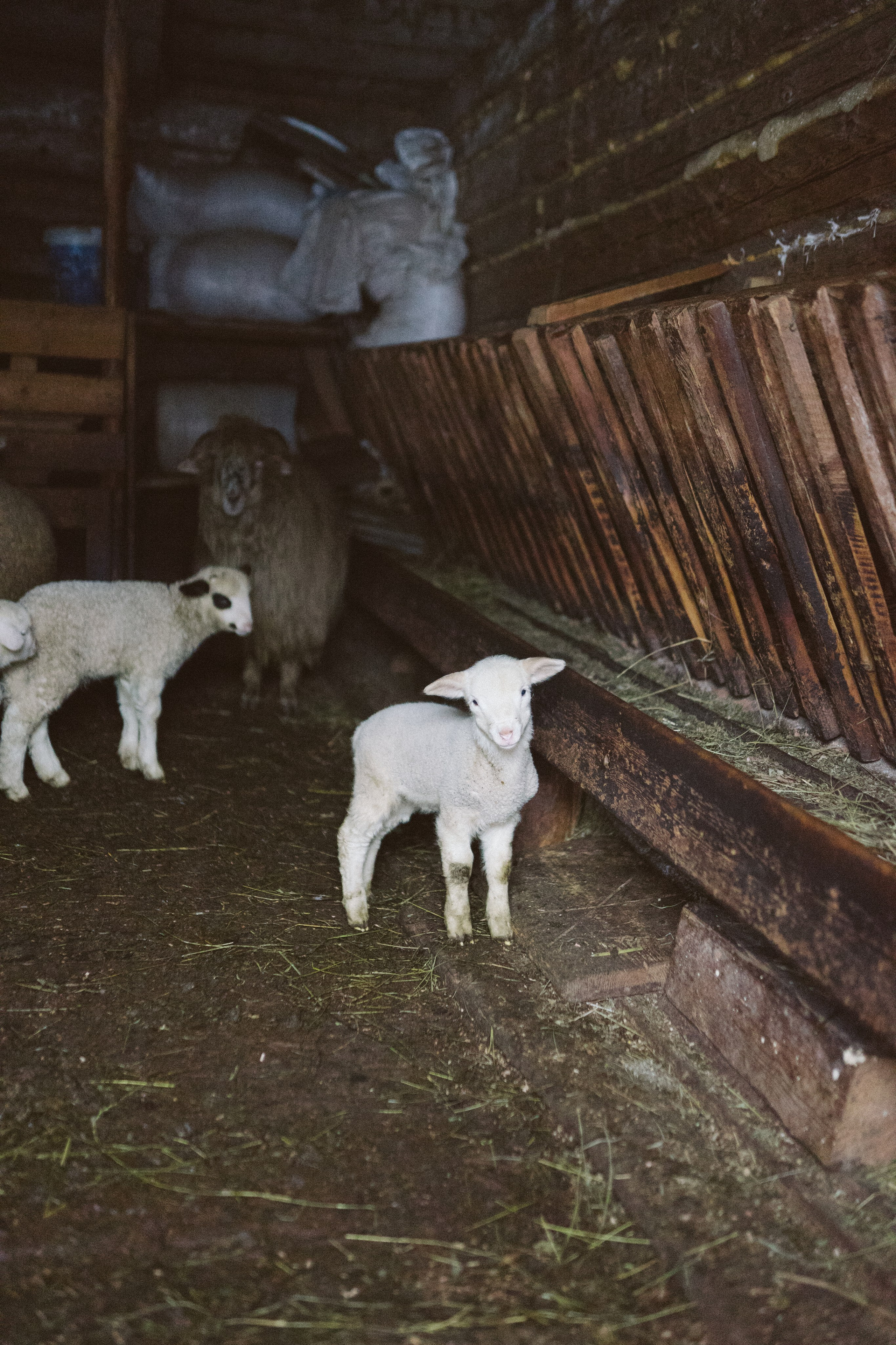 Review Manduca XT: Experiența mea de mamă | Mădălina Beda. Madalina Beda- Artist vizual, fotograf, doula la nastere, consultant babywearing Brasov si in toata tara