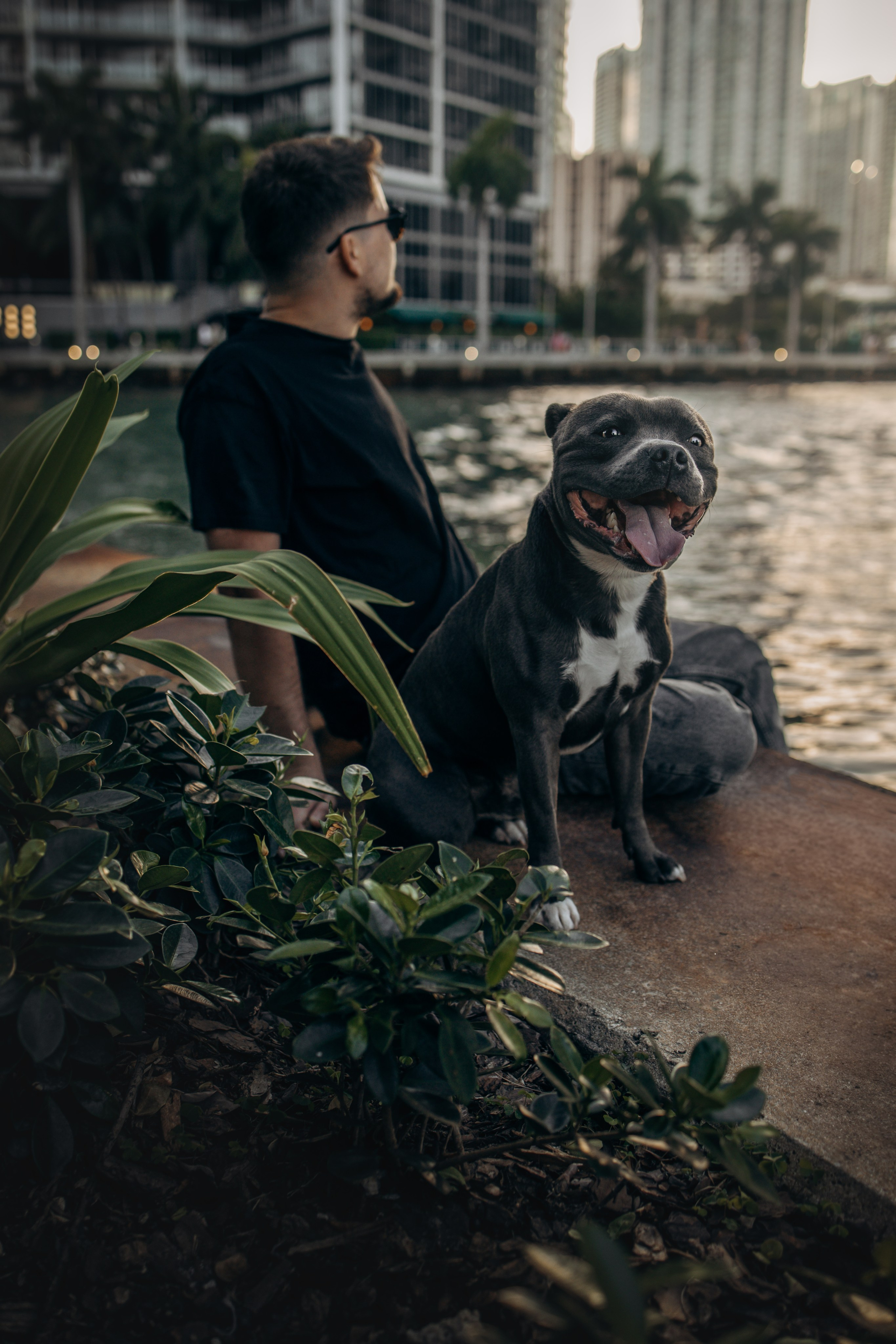 Cosmo & Serge. Pet Photographer Viktoriya Aleshenko