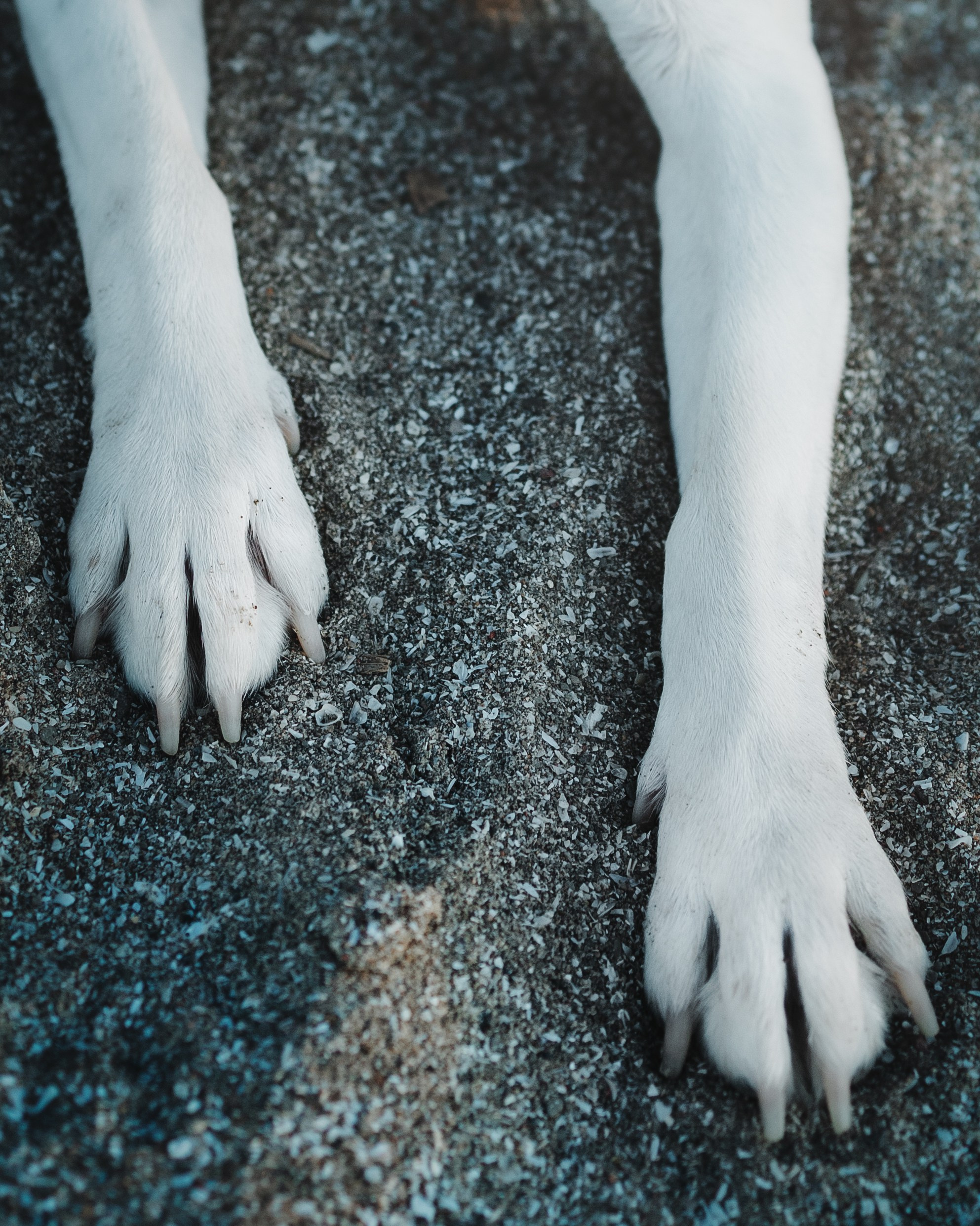 Maxine & Sarah. Pet Photographer Viktoriya Aleshenko