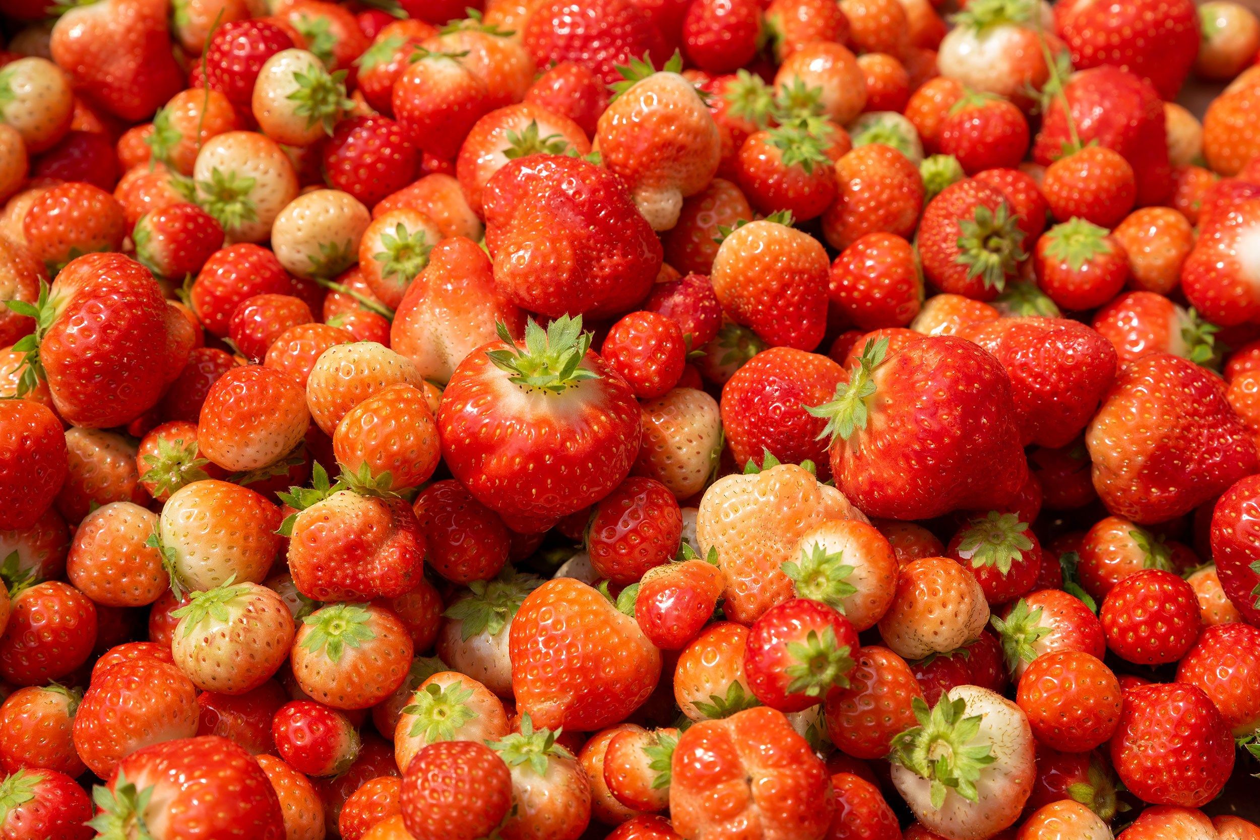 Rockberry. Фотограф в Ереване