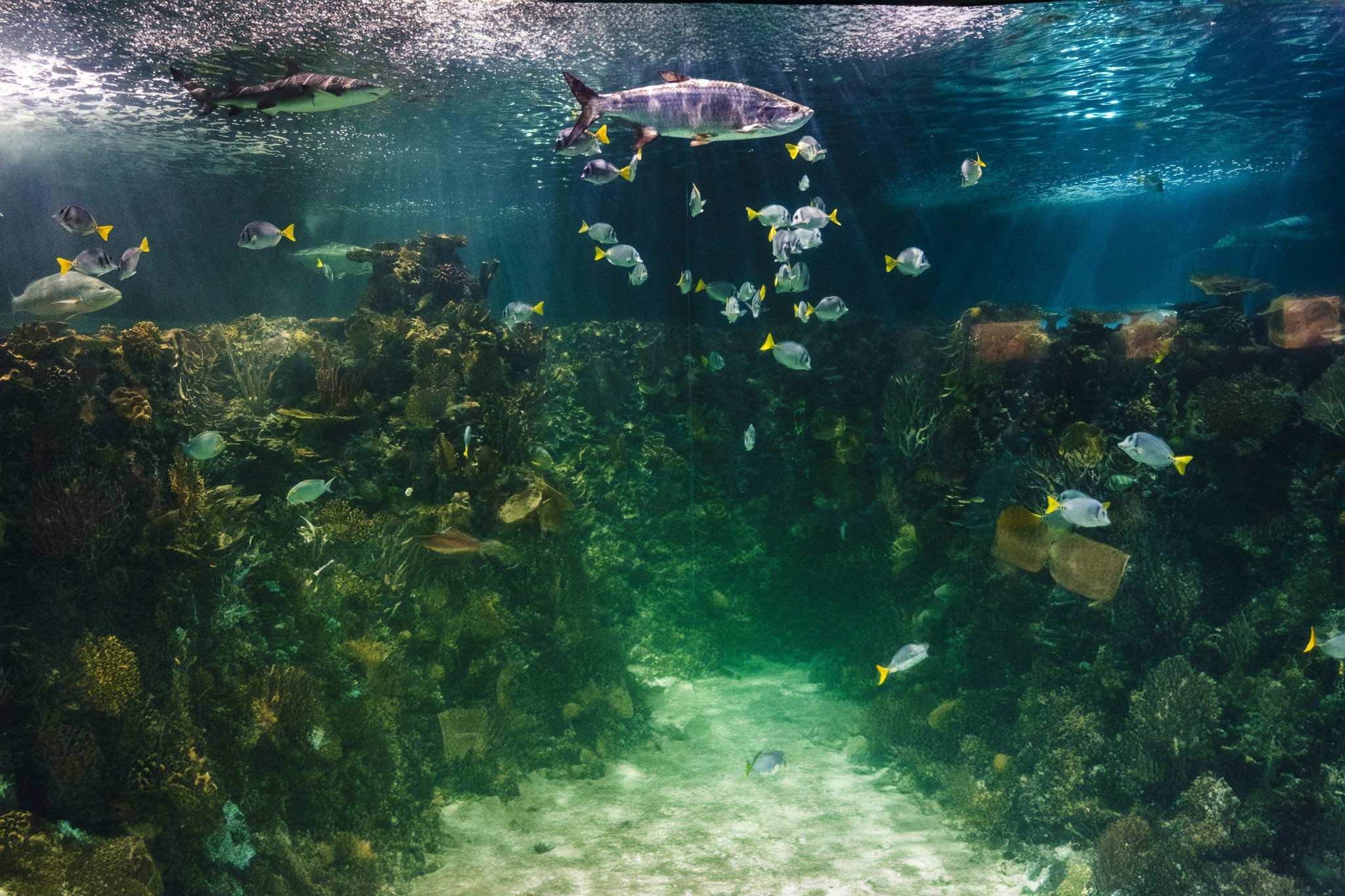 Ricardo & Bere. Wedding and family photographer in Mexico City