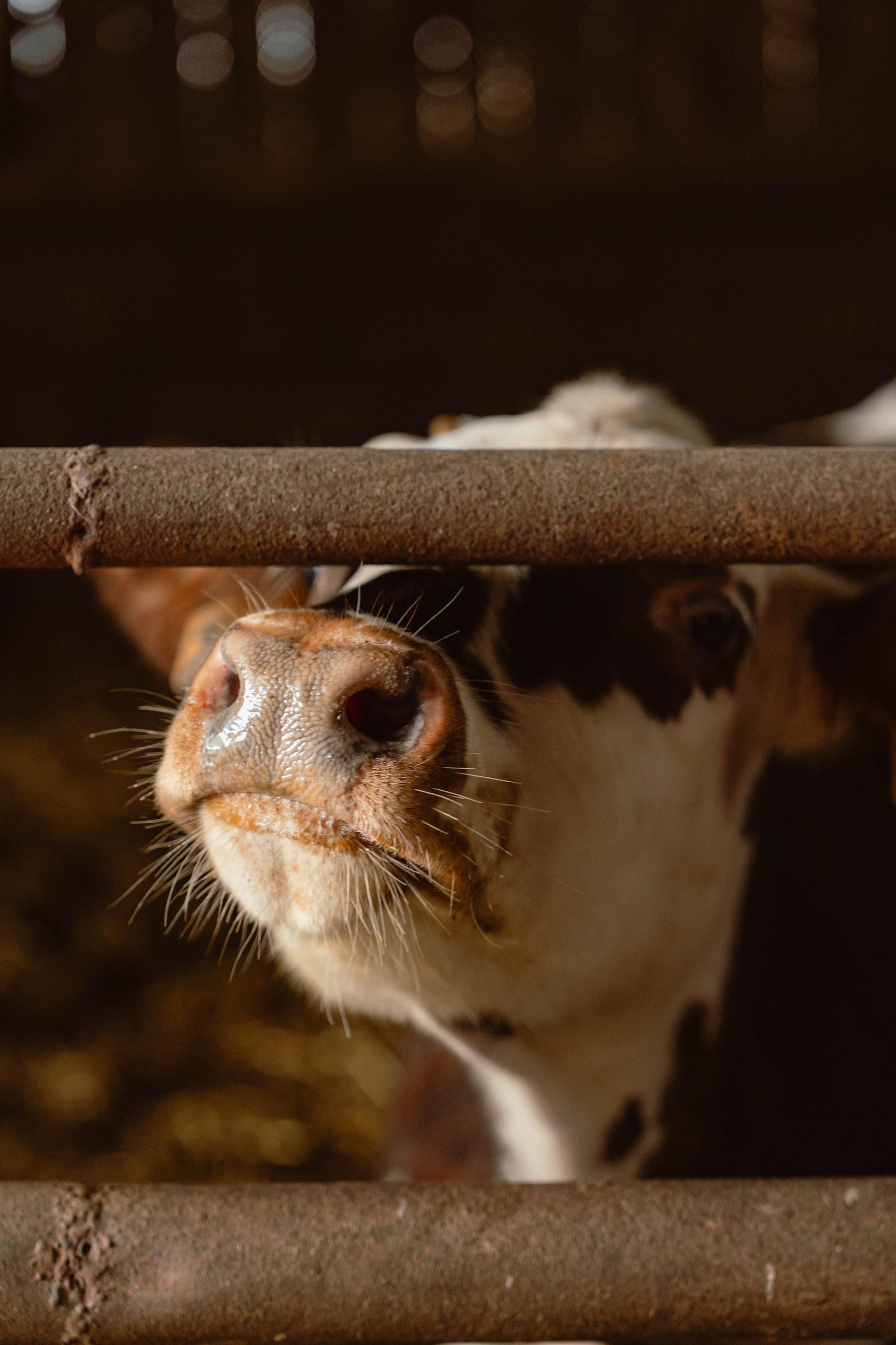 Solidur. Weeding photographer / event / portrait