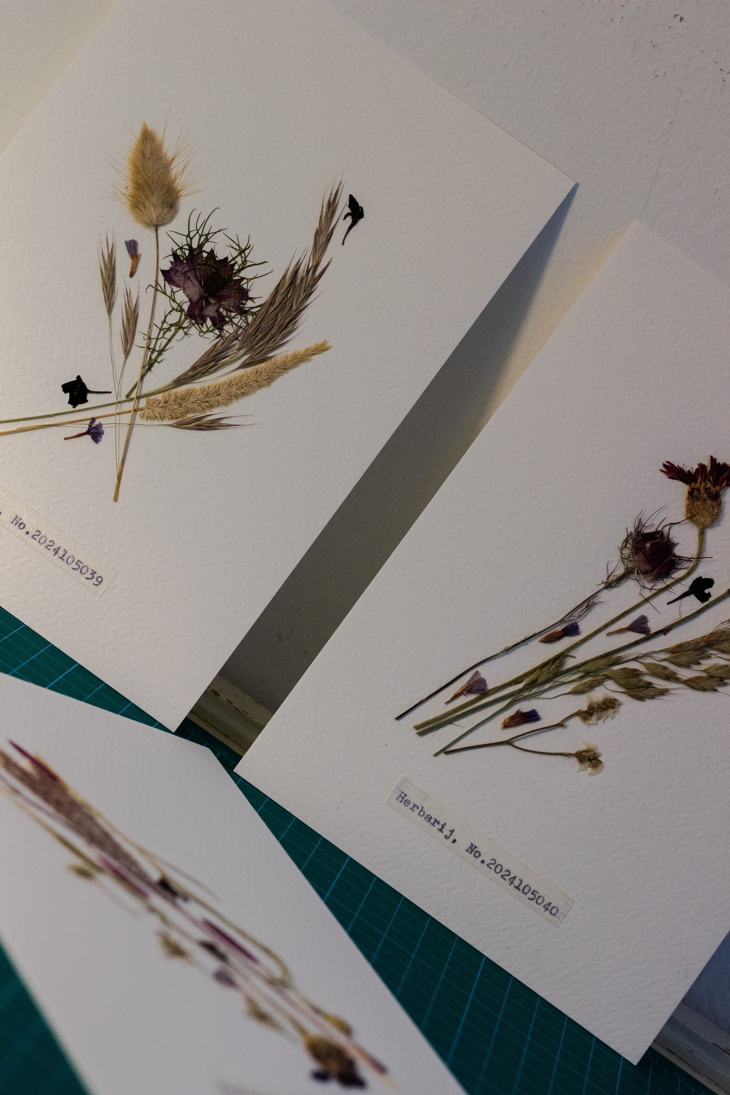 Portfolio. Herbarij studio