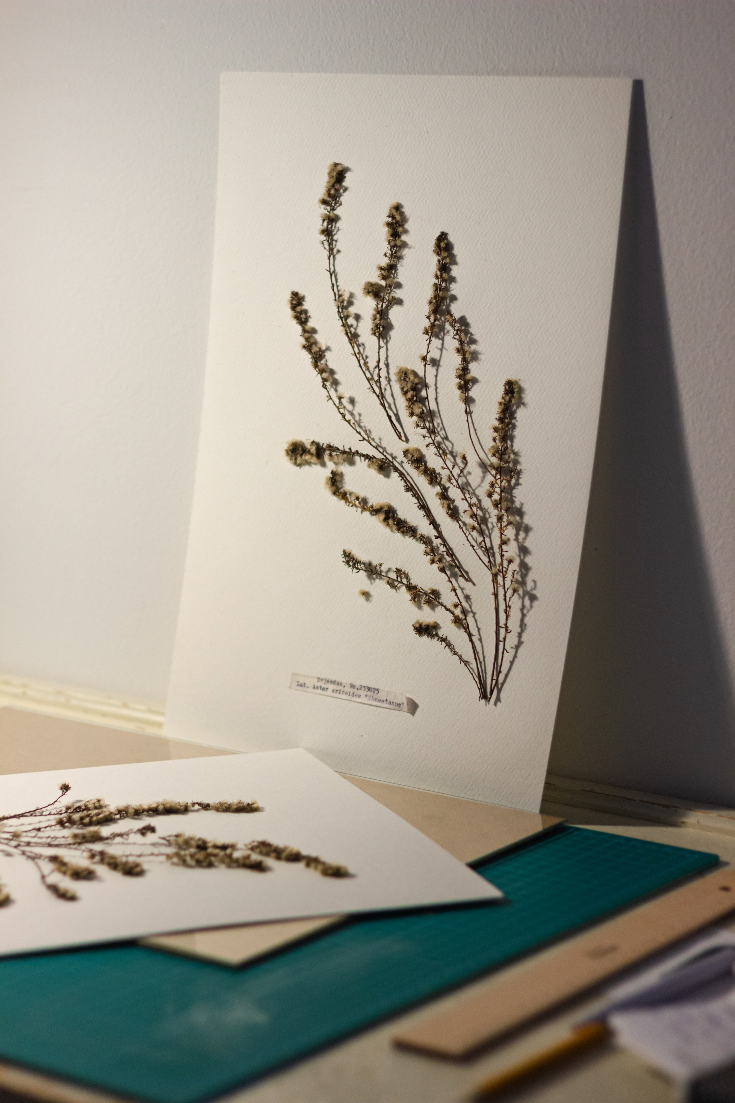 Portfolio. Herbarij studio