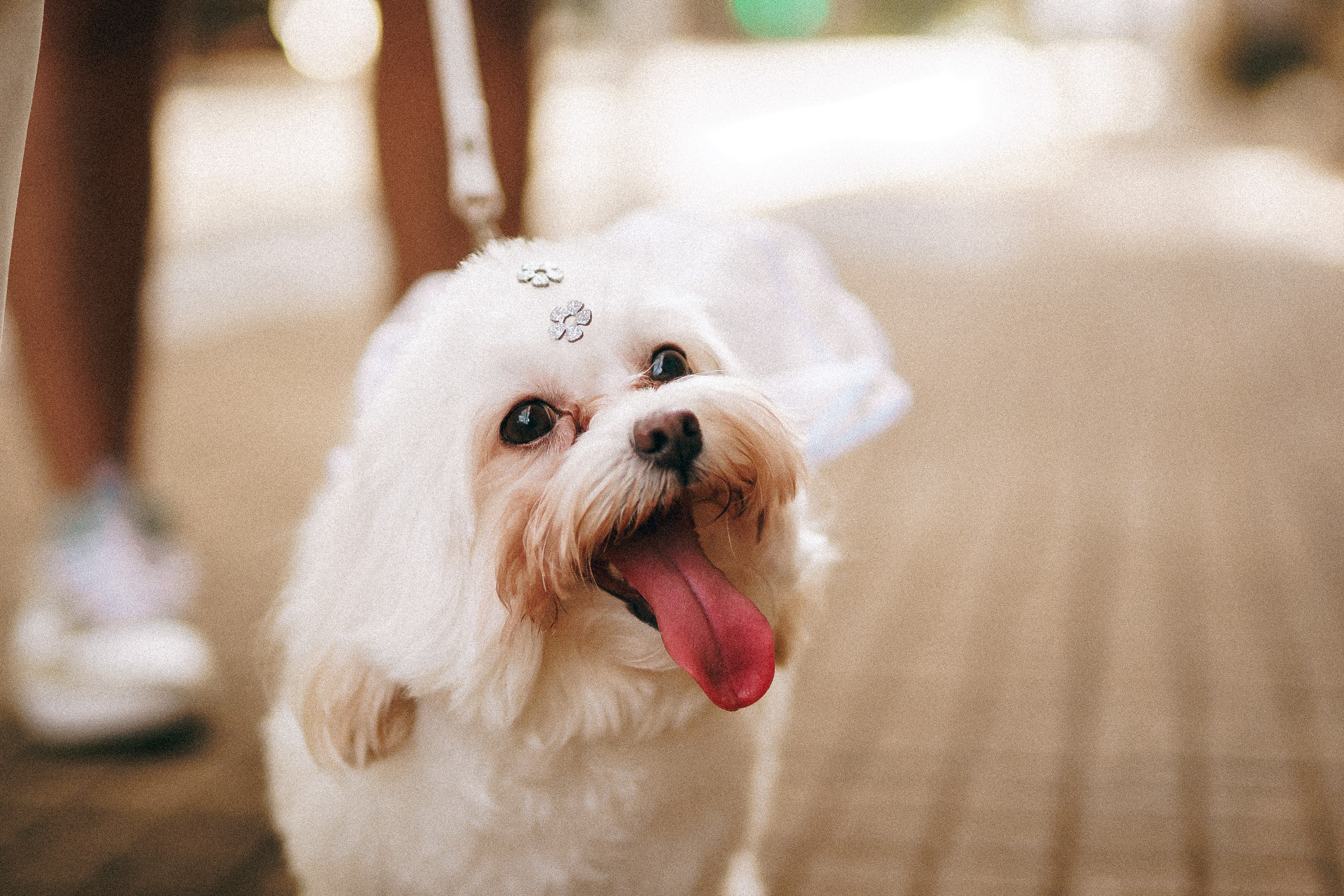 Pré Wedding — Laysla e Bruno (Urbano). Fotógrafo de casamento e Filmmaker de casamento