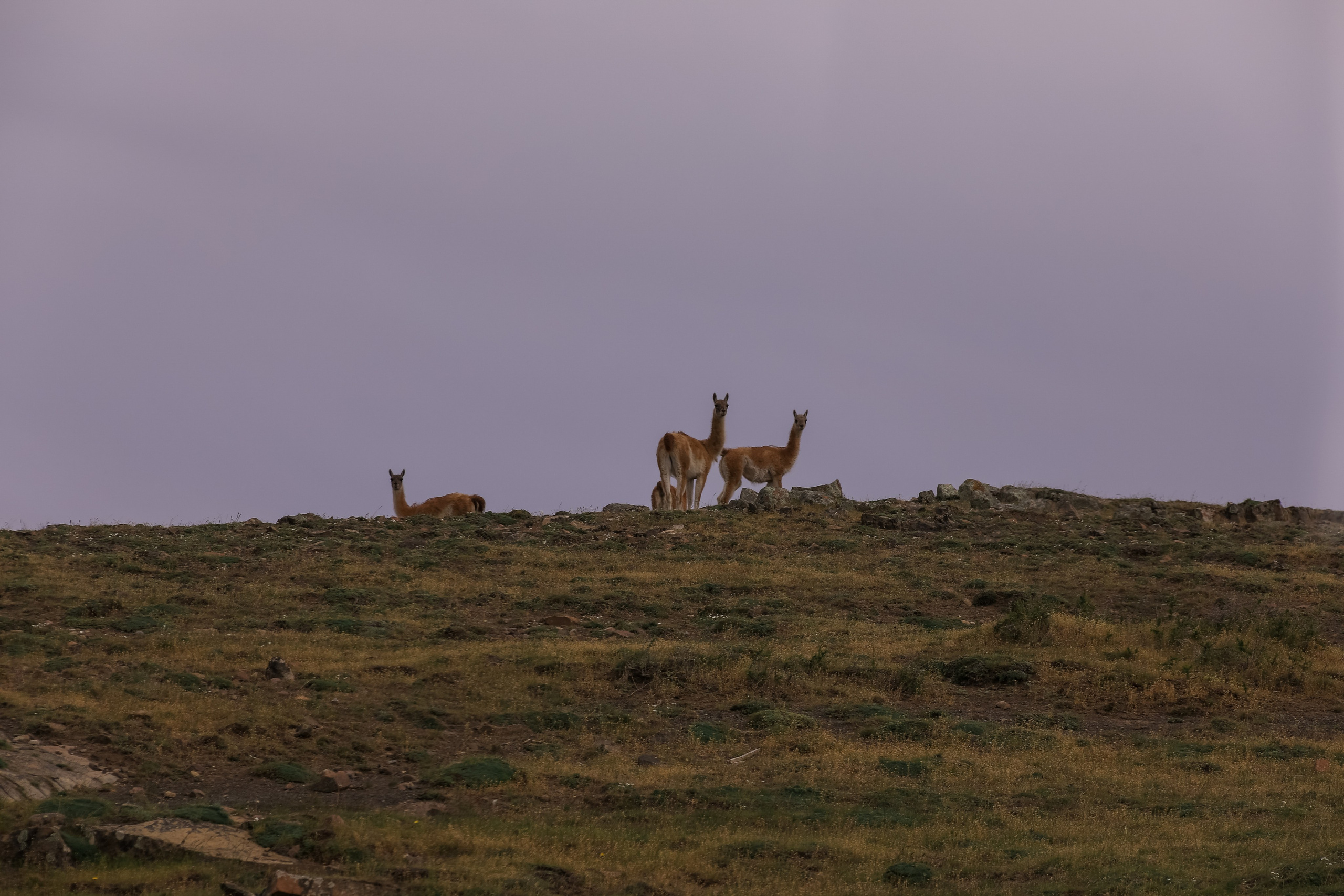 PATAGONIE. Photographe Karen Tatevosian