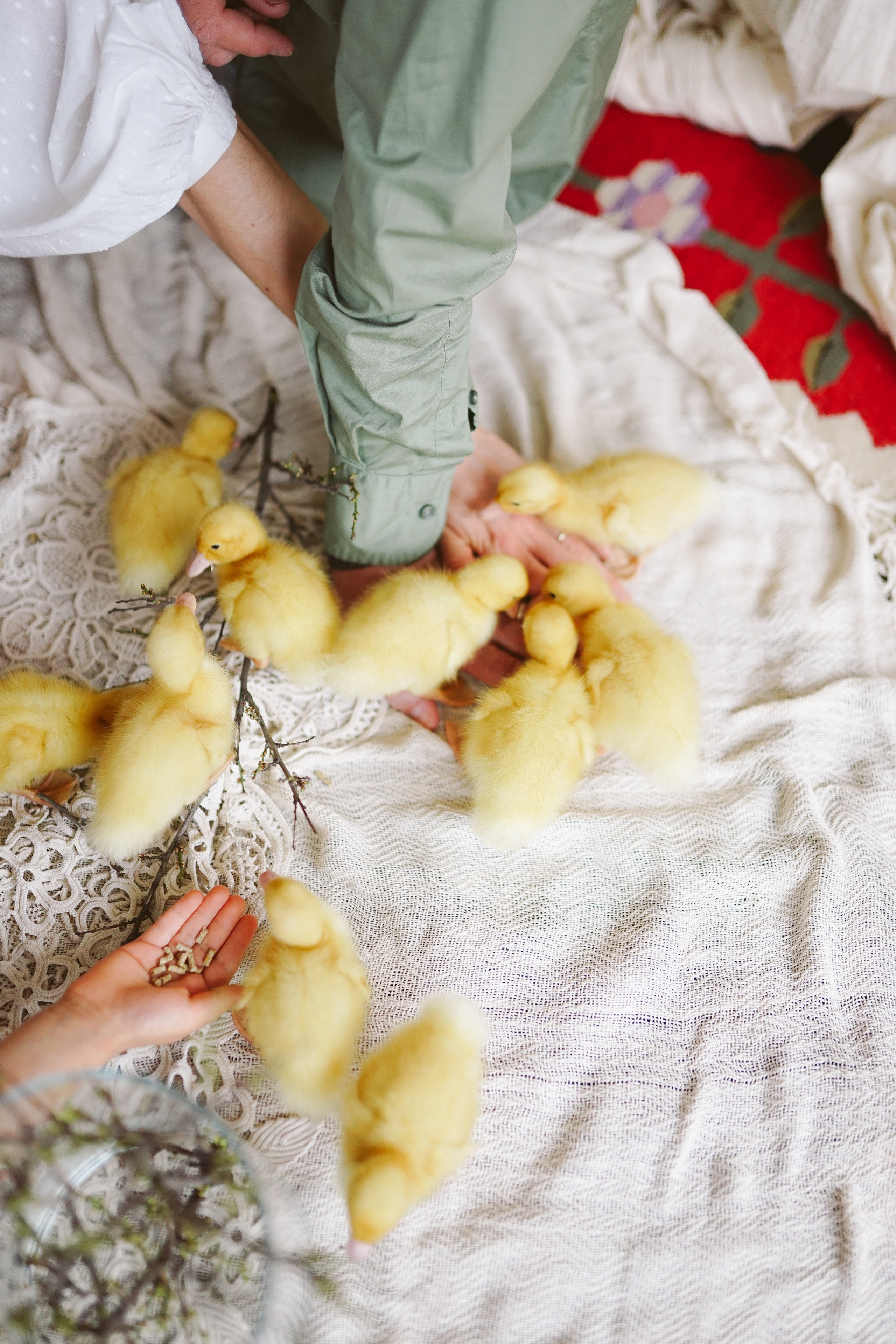 Ședințe Foto de Paște Brașov: Gălbenuș | Mădălina Beda. Madalina Beda- Artist vizual, fotograf, doula la nastere, consultant babywearing Brasov si in toata tara