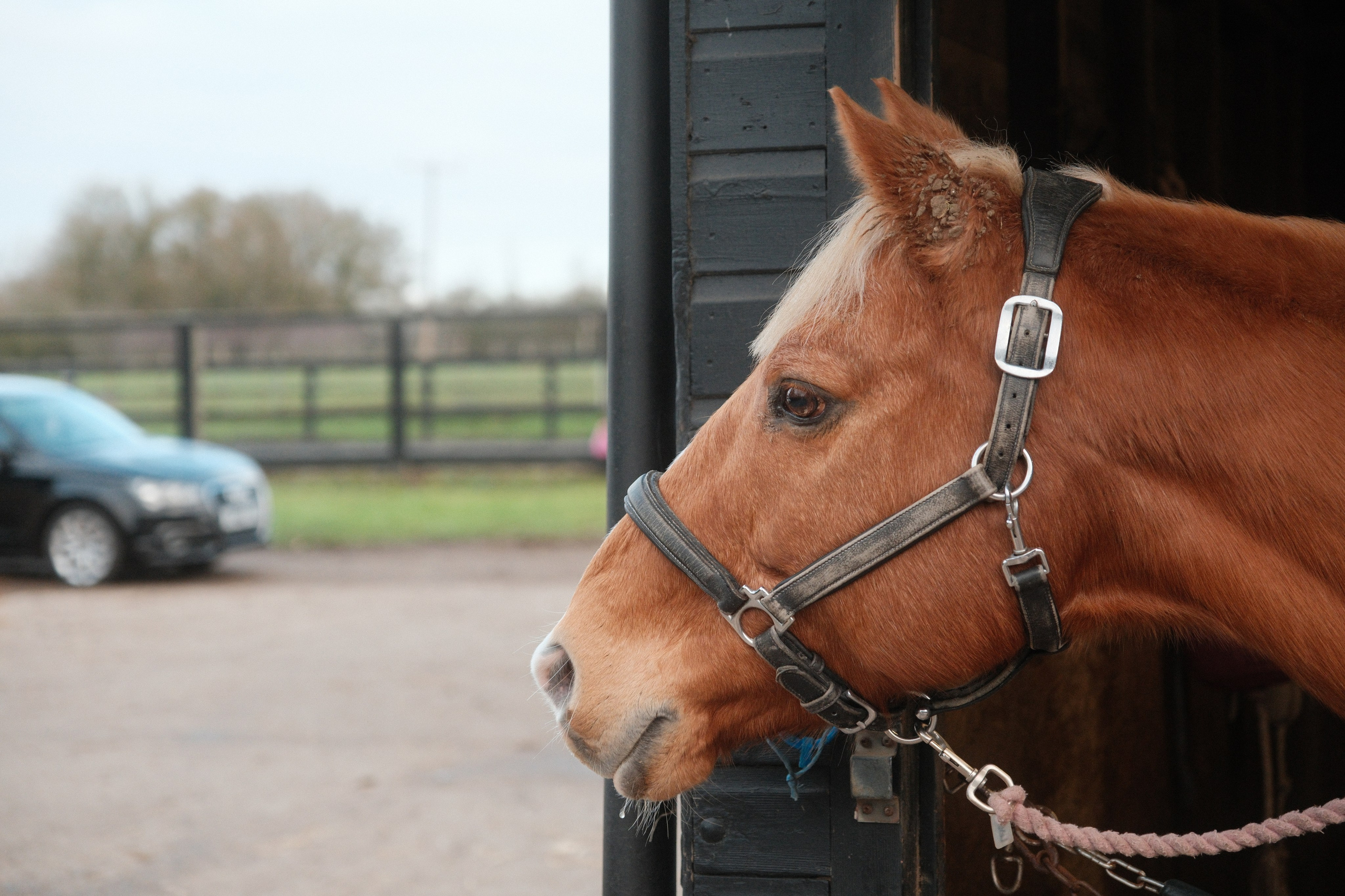 Portrait photography with Fudge the horse. Cal Takes Photos