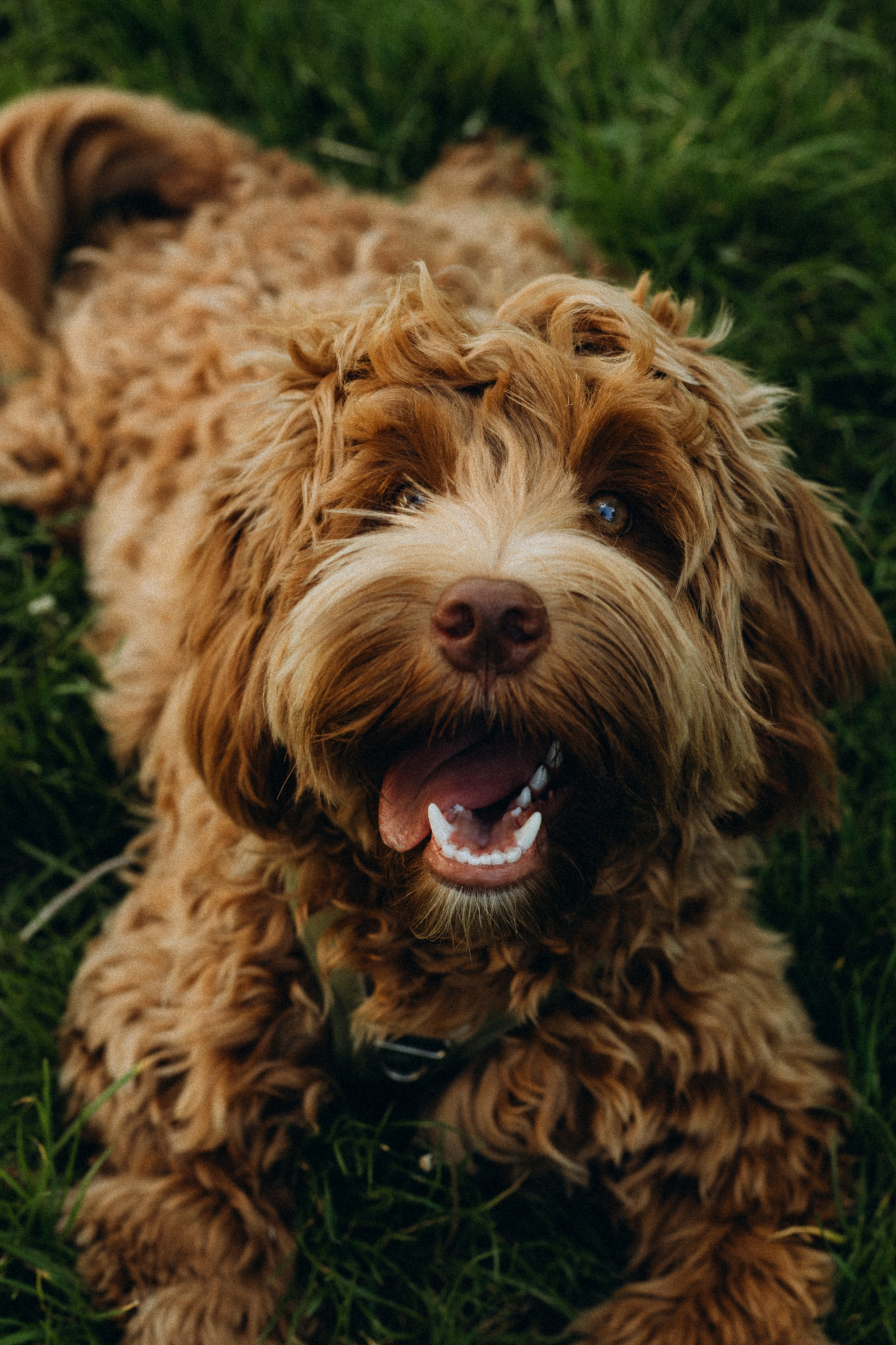 Tiere. Fotograf Düsseldorf, Köln, NRW - Kristina Braudo