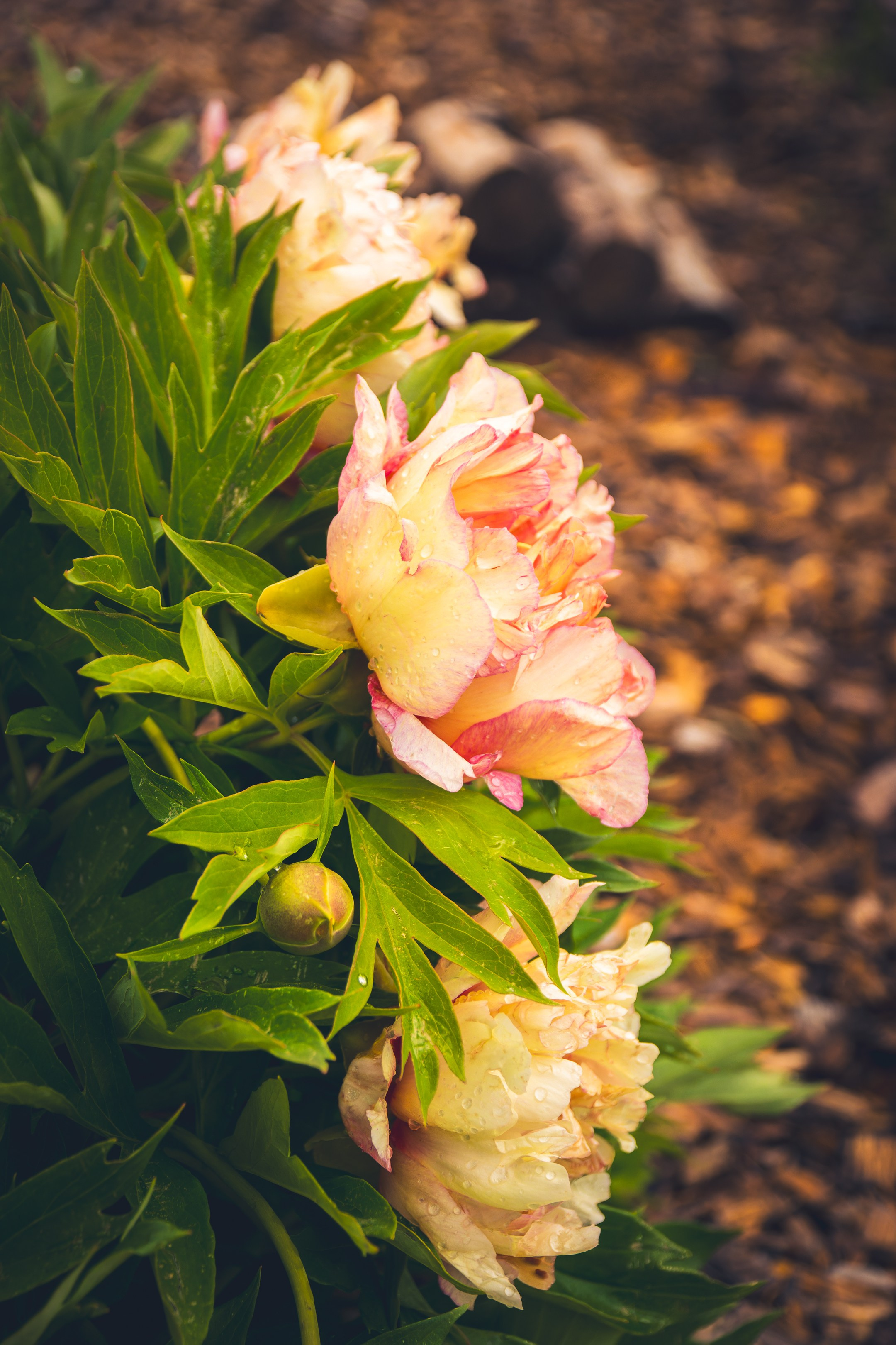 Saarema, reis. Nebula 25 — Fotod teie hingele