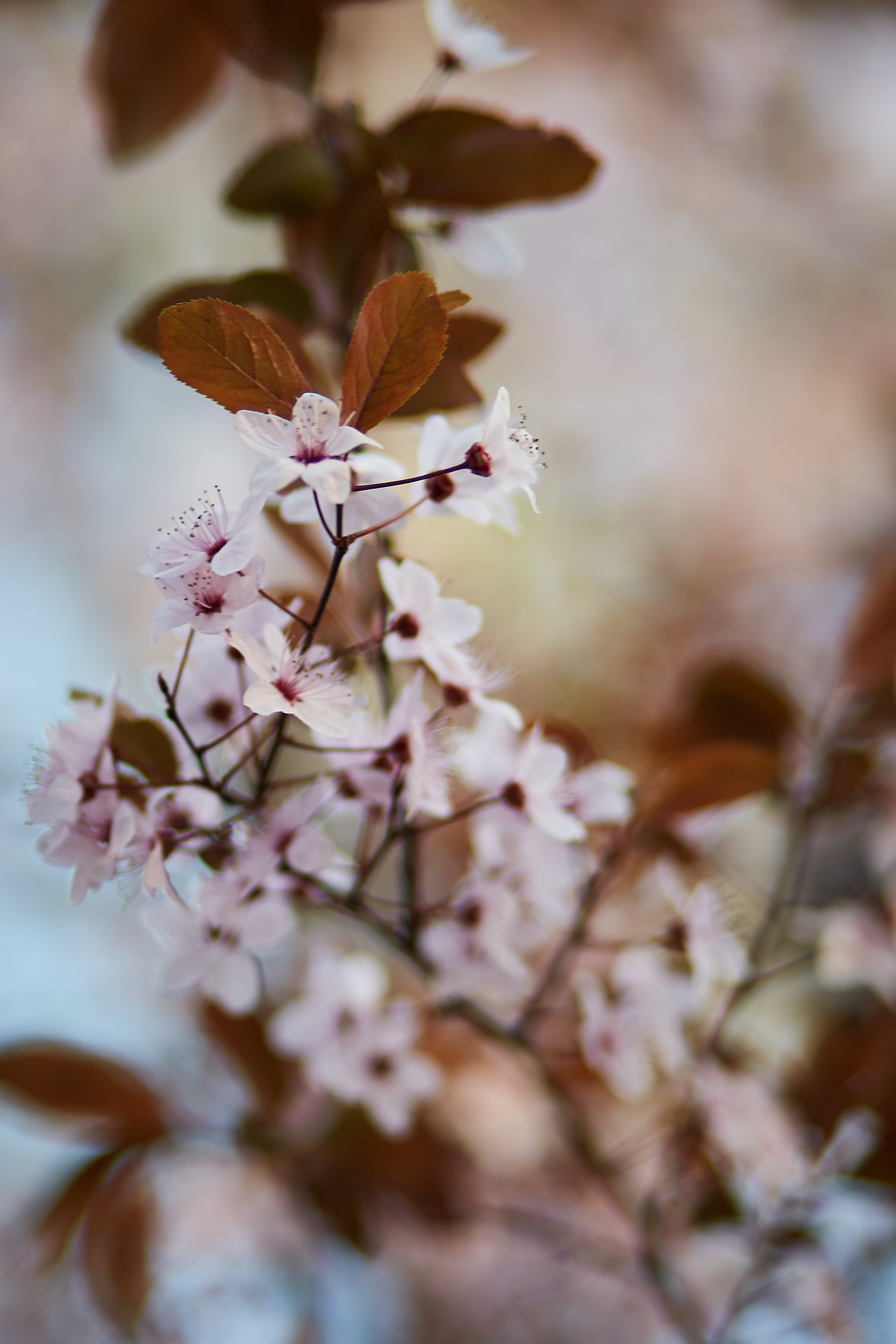 Flori. Pagina principală