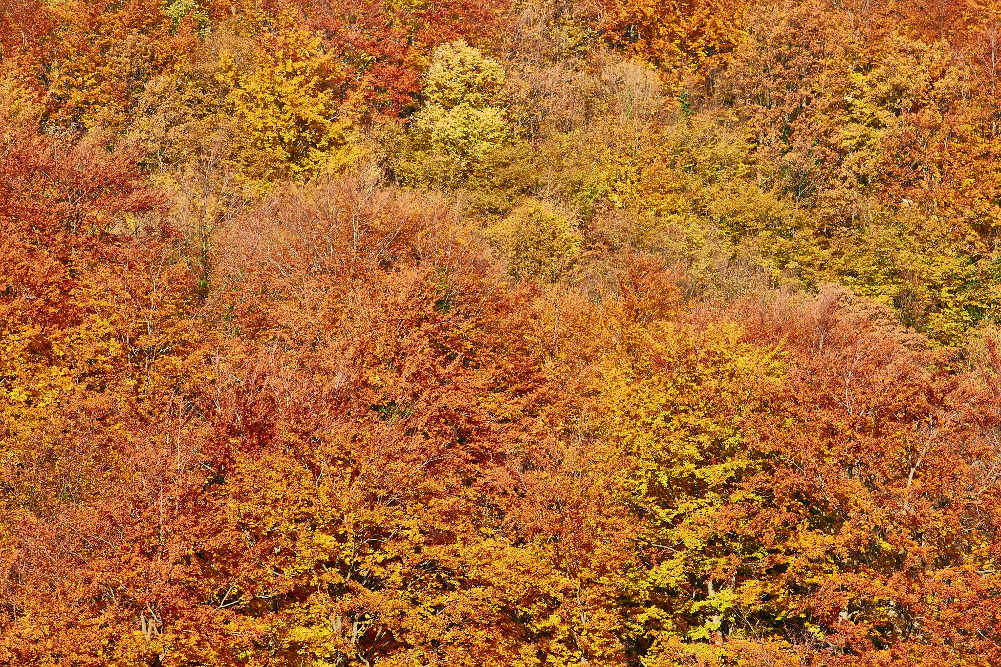 Toamna pe calea ferată Oravița-Anina, jud. Caraș-Severin. Pagina principală