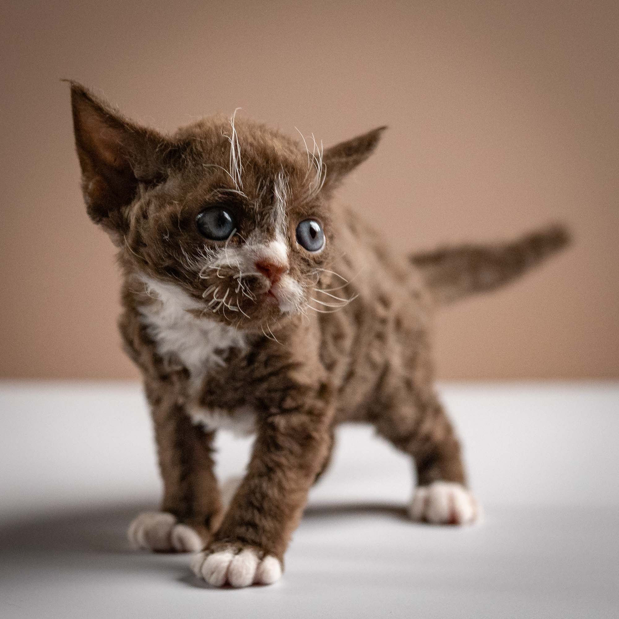 Preston, boy, born 02.11.26. Devon Rex Pixie Cattery