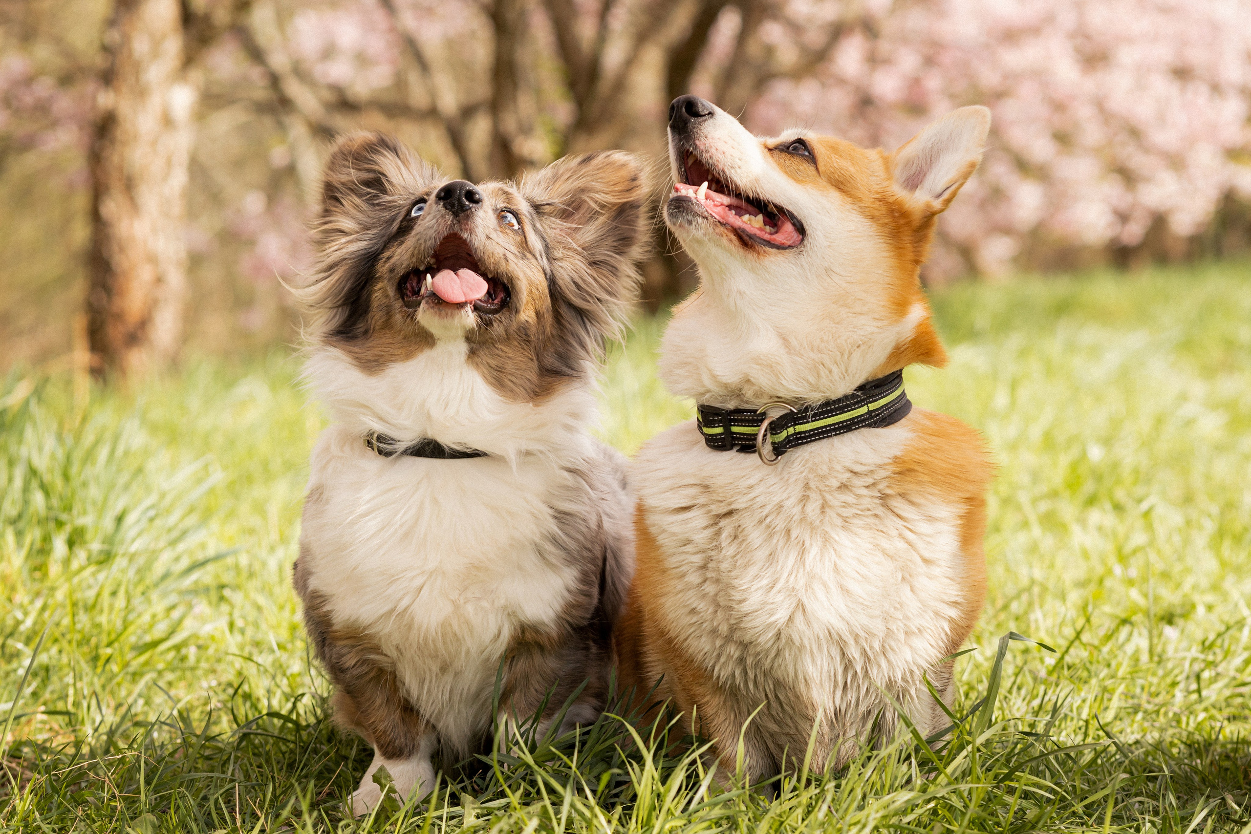Corgis in Sakura blossom. Kat Laisaar — Pet photographer in Tallinn