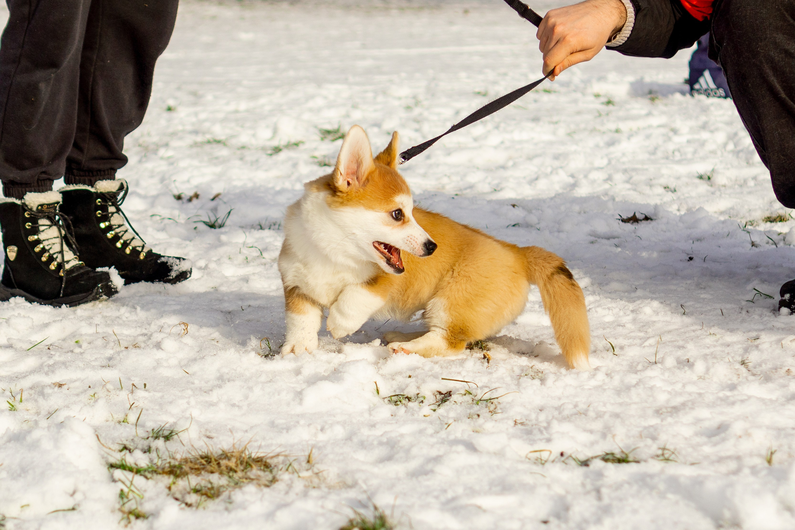 Corgi party, 23 feb. 2025. Kat Laisaar — Pet photographer in Tallinn