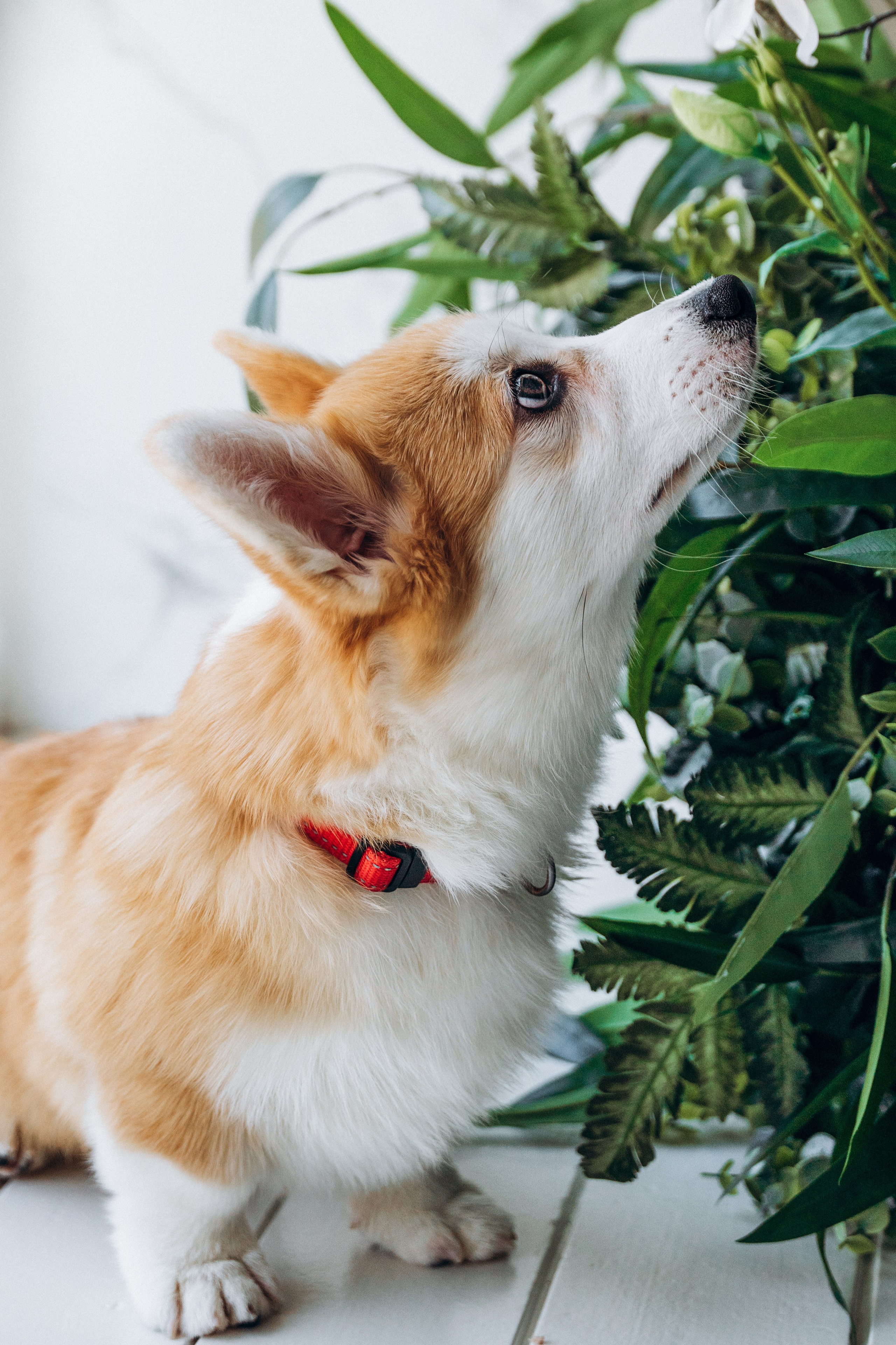 Mars & his Family. Kat Laisaar — Pet photographer in Tallinn