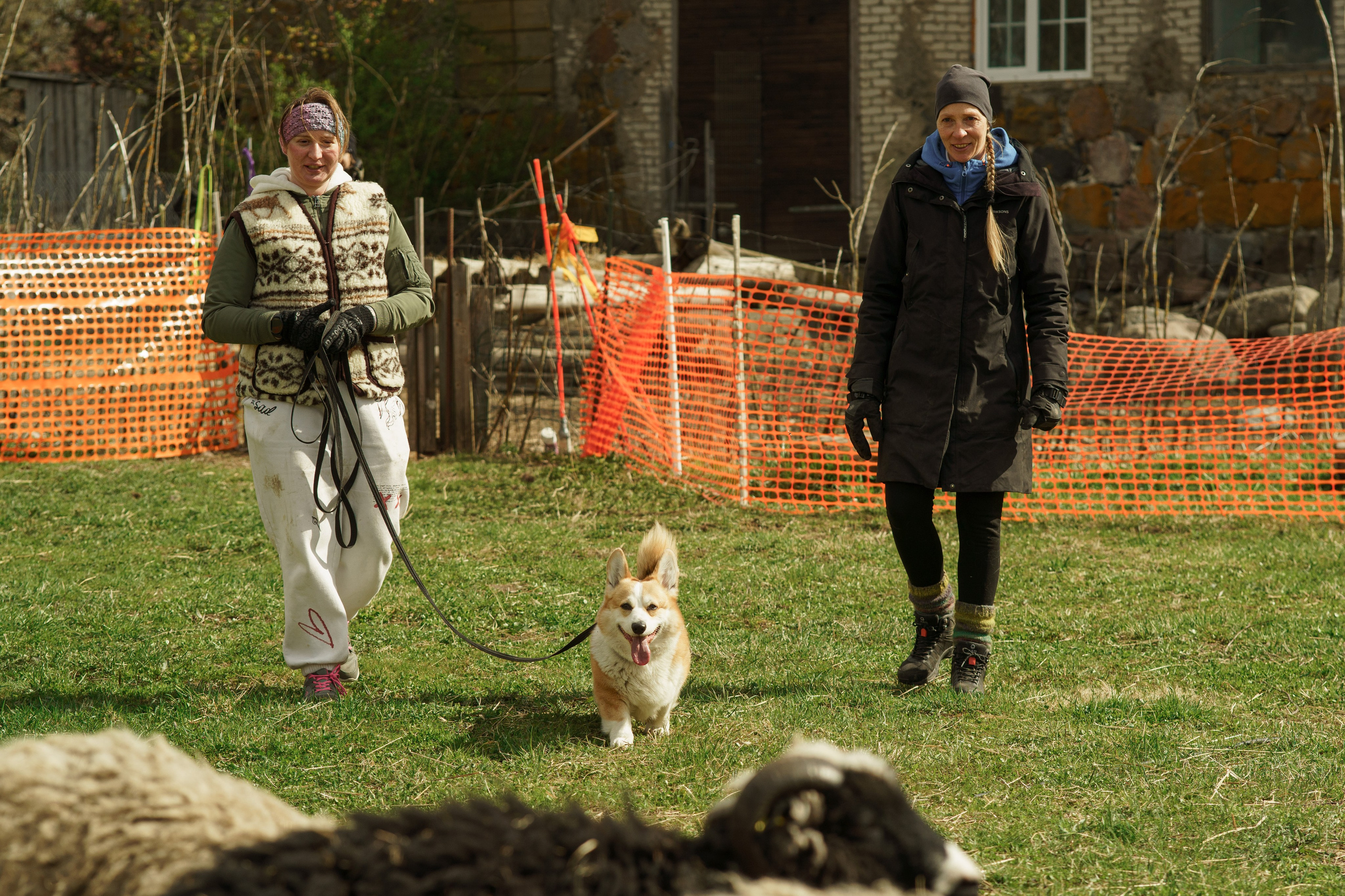 Herding Days, 26 apr. 2025. Kat Laisaar — Pet photographer in Tallinn