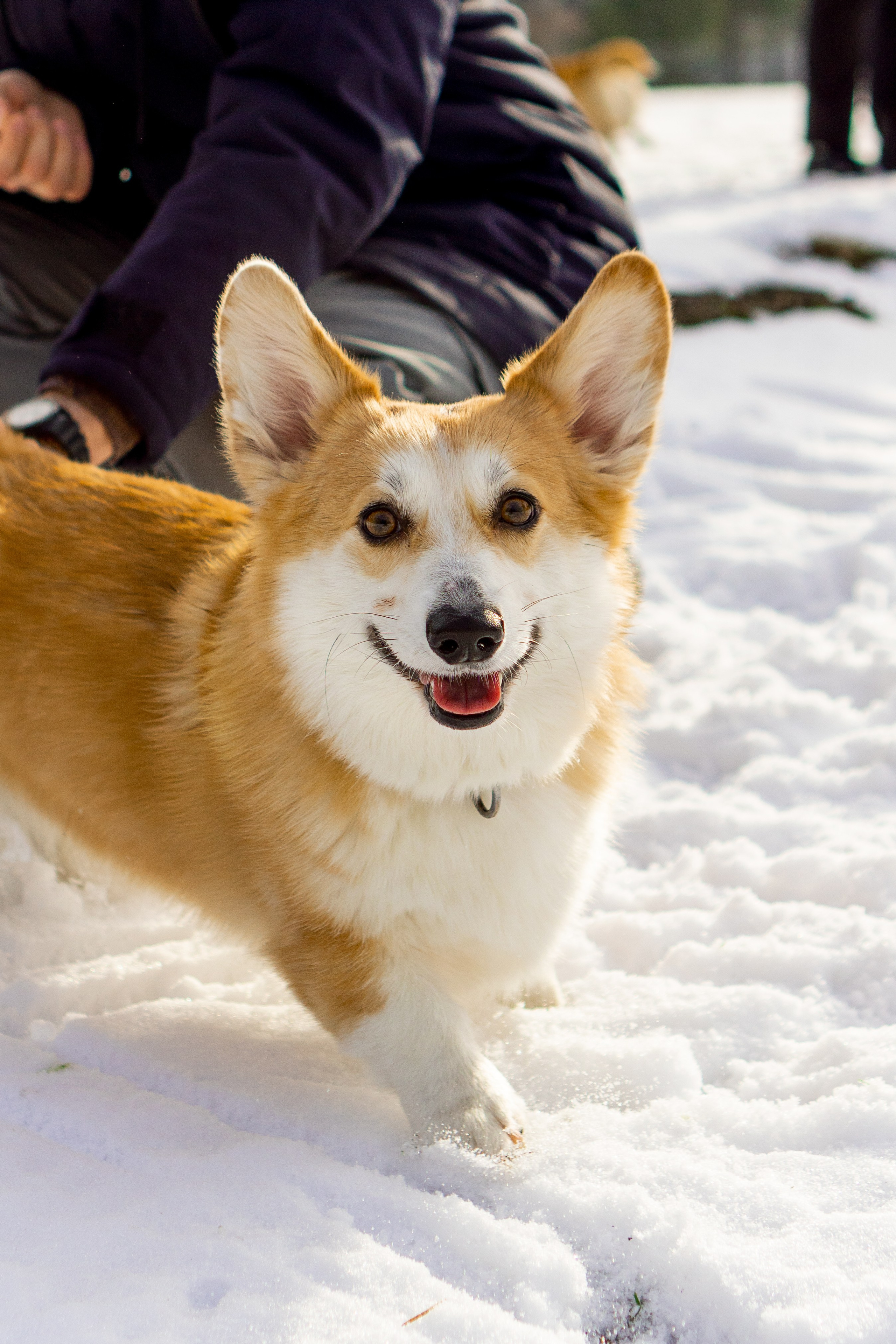 Corgi party, 23 feb. 2025. Kat Laisaar — Pet photographer in Tallinn