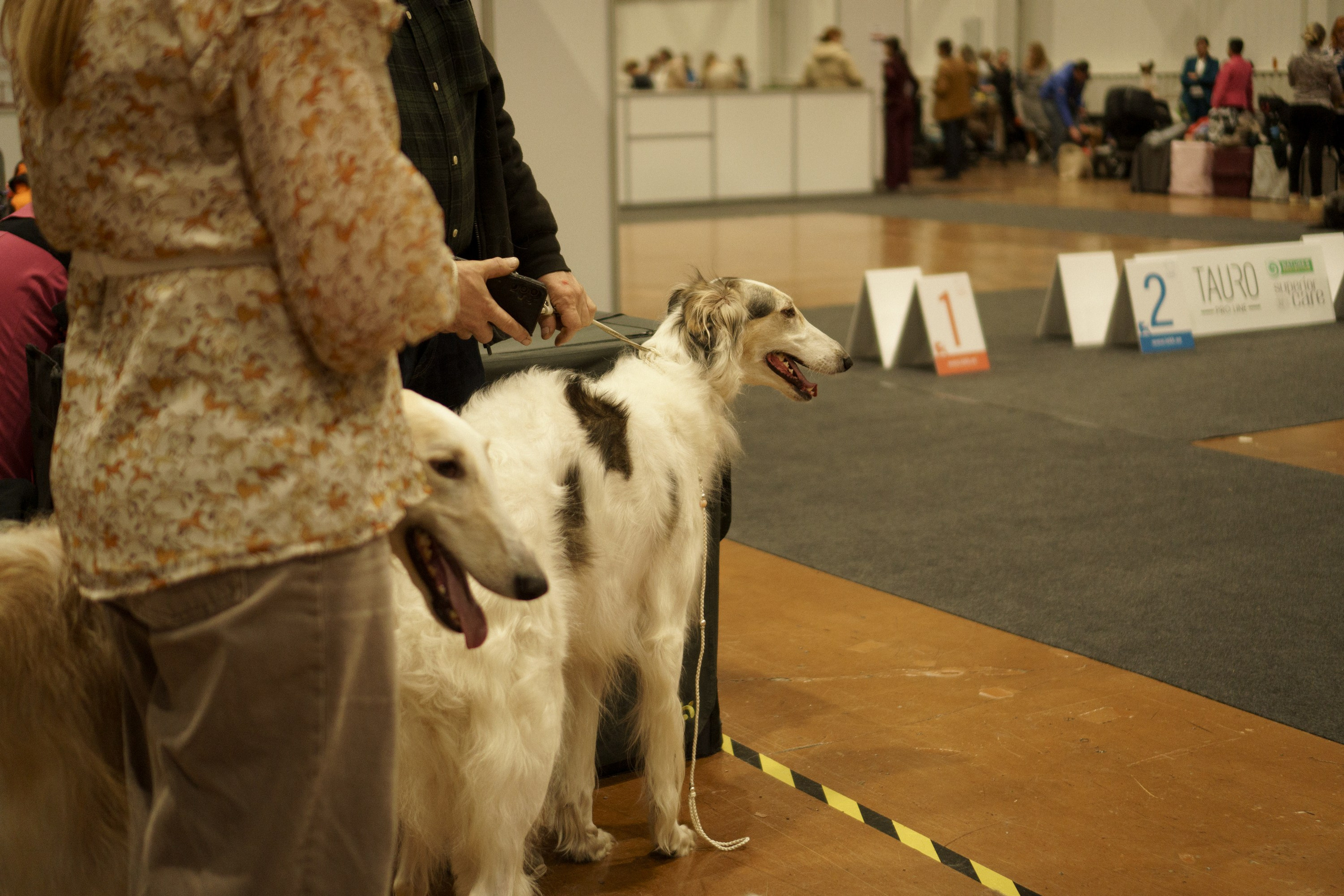 Tartu International Dog Show. Kat Laisaar — Pet photographer in Tallinn