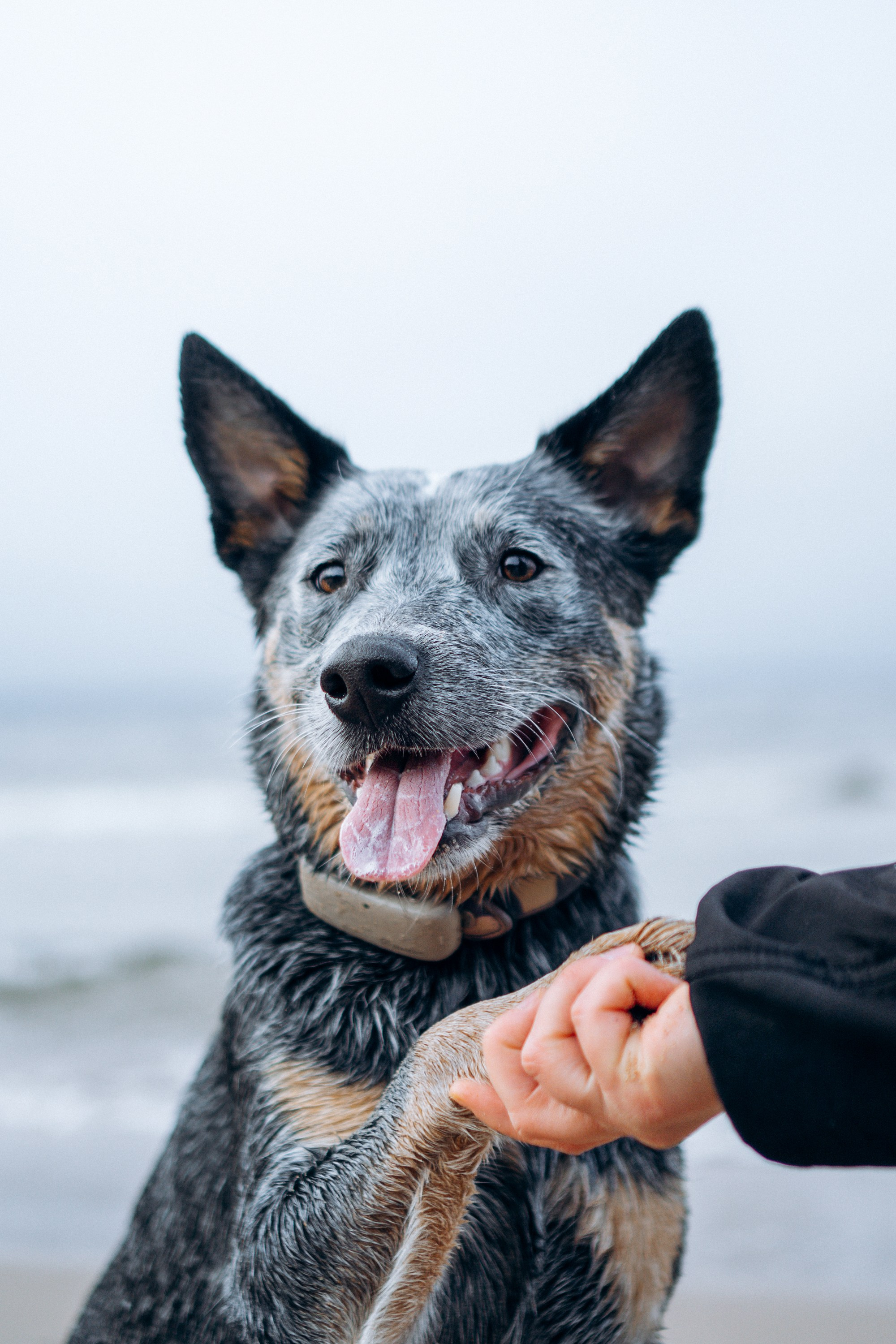 Polina and her Dakota, Australian Cattle Dog. Kat Laisaar — Pet photographer in Tallinn