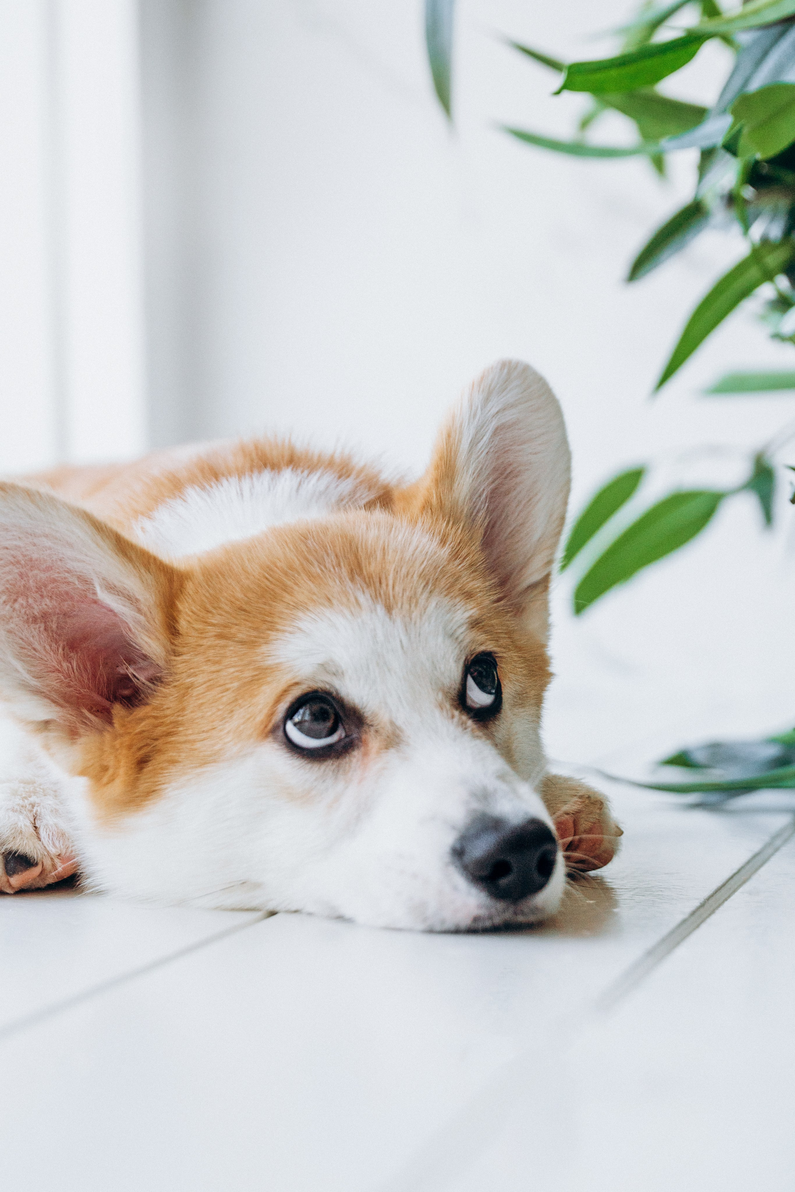 Mars & his Family. Kat Laisaar — Pet photographer in Tallinn