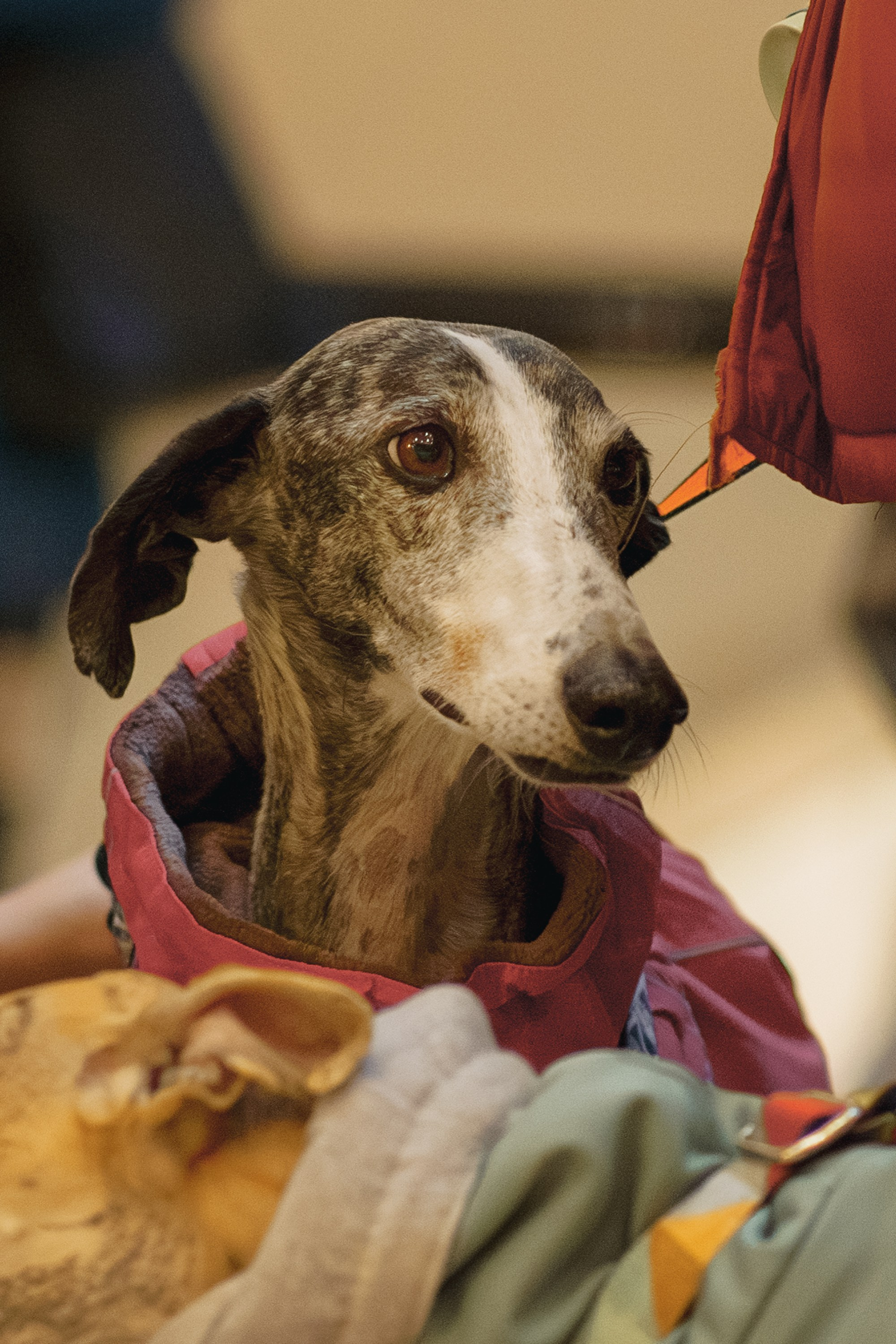 GalgoTreff / Solaris keskus 16 november. Kat Laisaar — Pet photographer in Tallinn