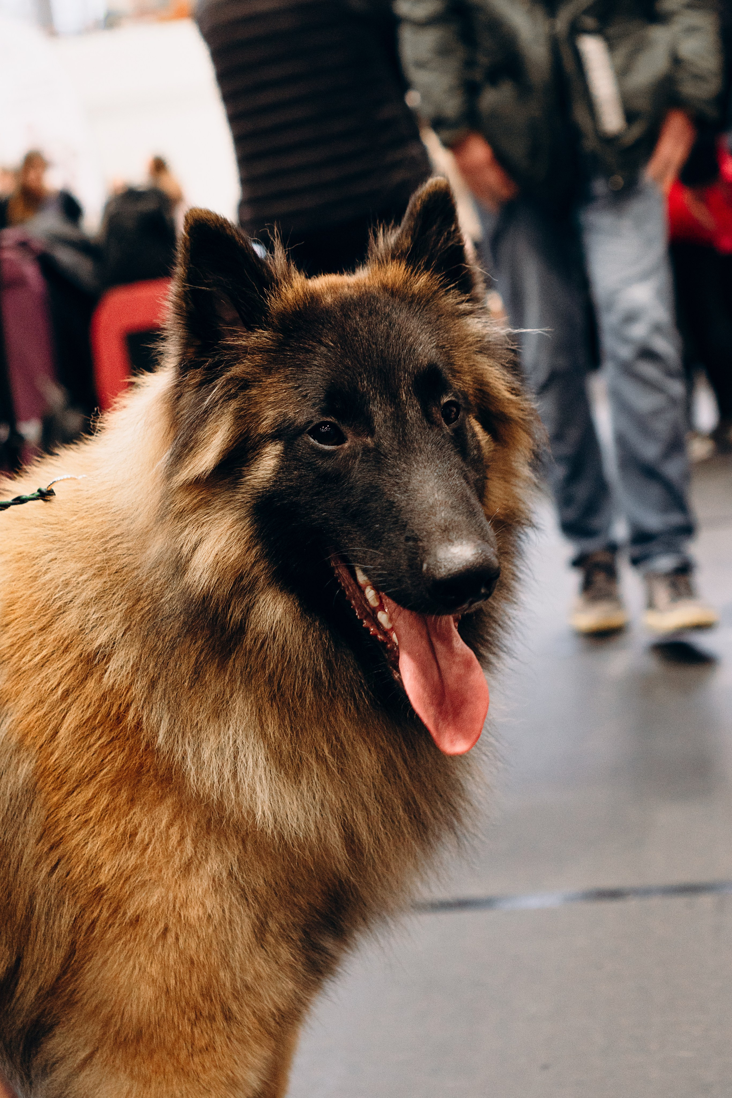 Pärnu dog weekend photo report. Kat Laisaar — Pet photographer in Tallinn