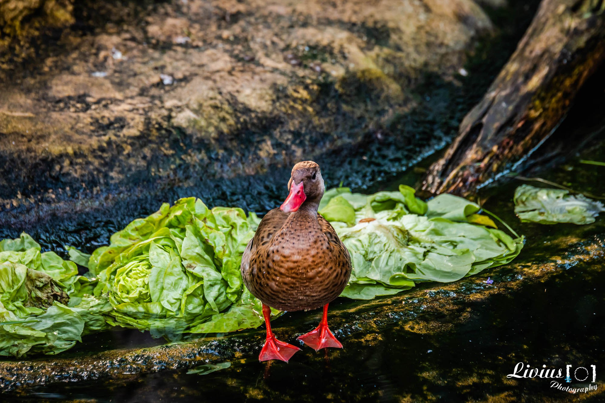 Tierpark Nürnberg. FOTO KREATIV