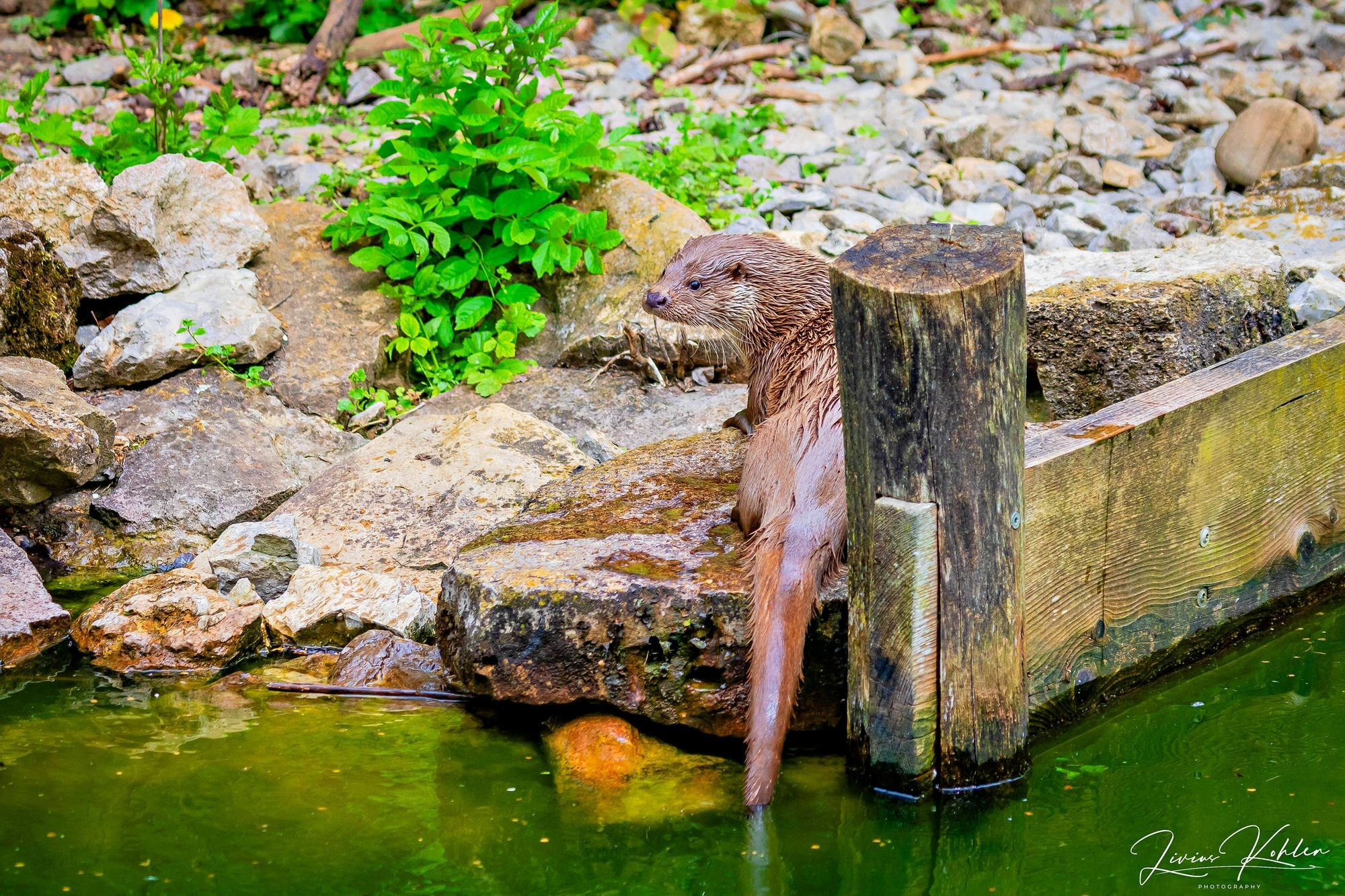 Wildpark Bad Mergentheim. FOTO KREATIV