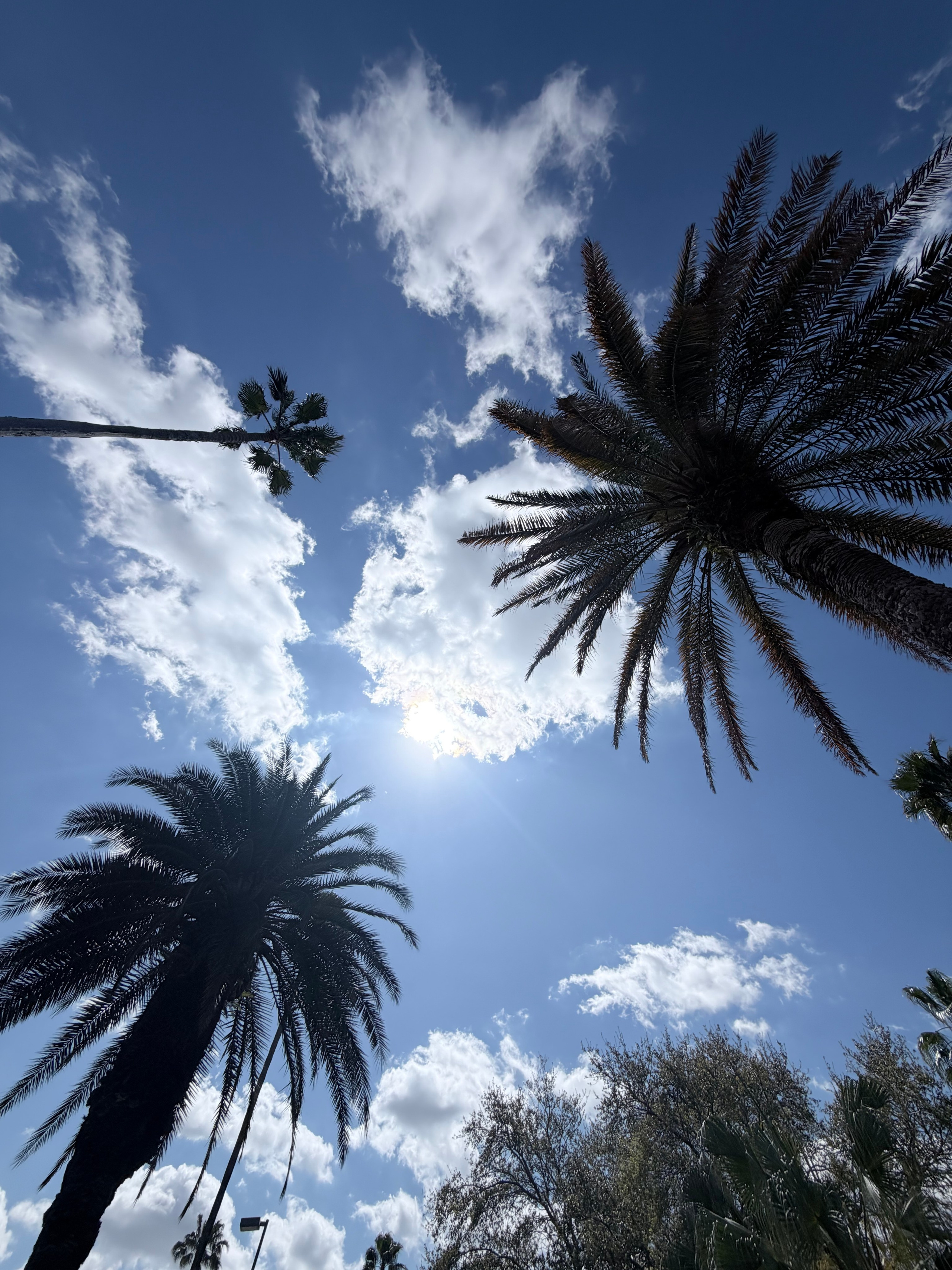 Mario Brown’s Lens Work