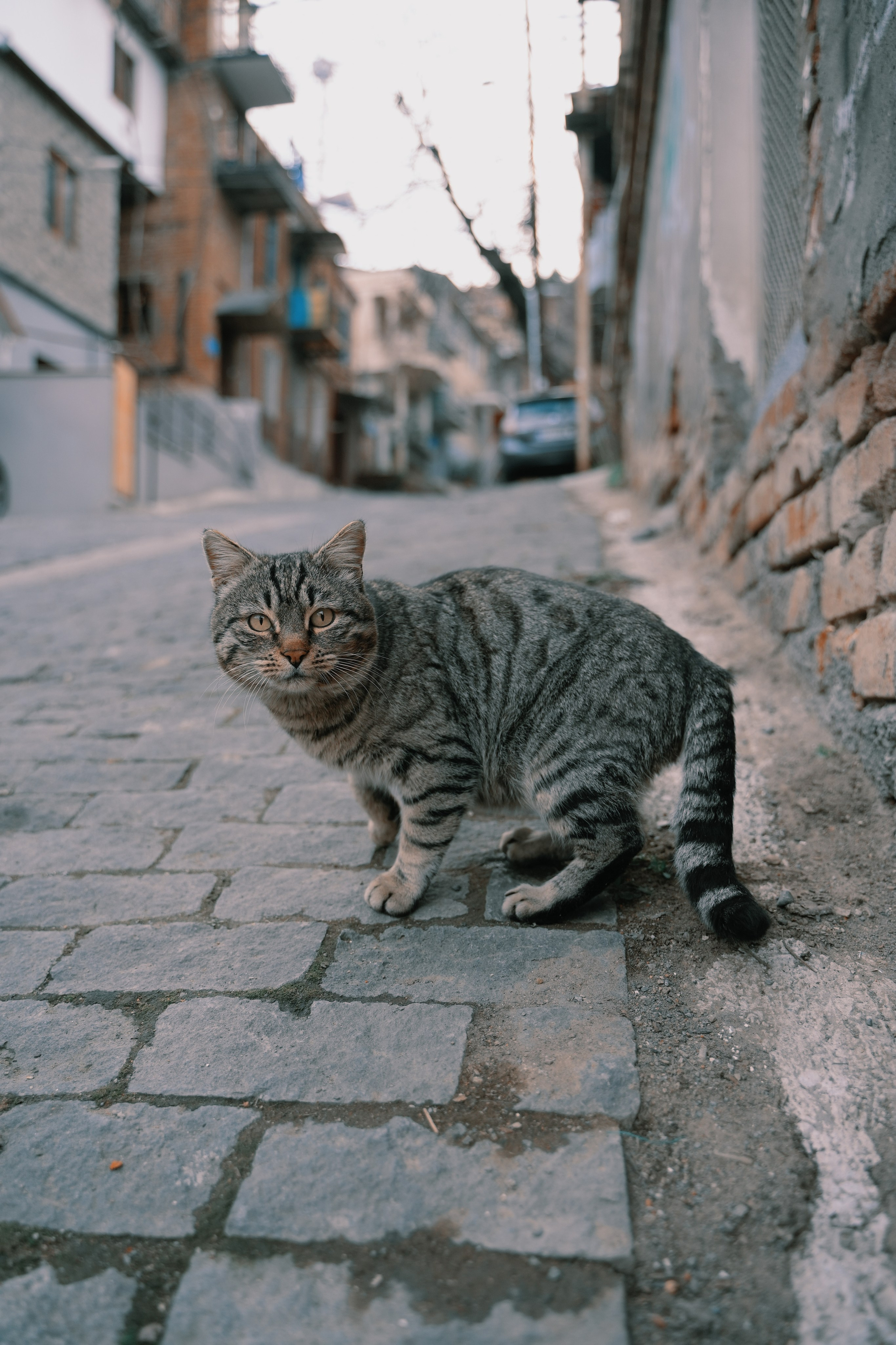 Кот шпедингера. Стрит-фотография, полная абсурда, идиотизма и красоты