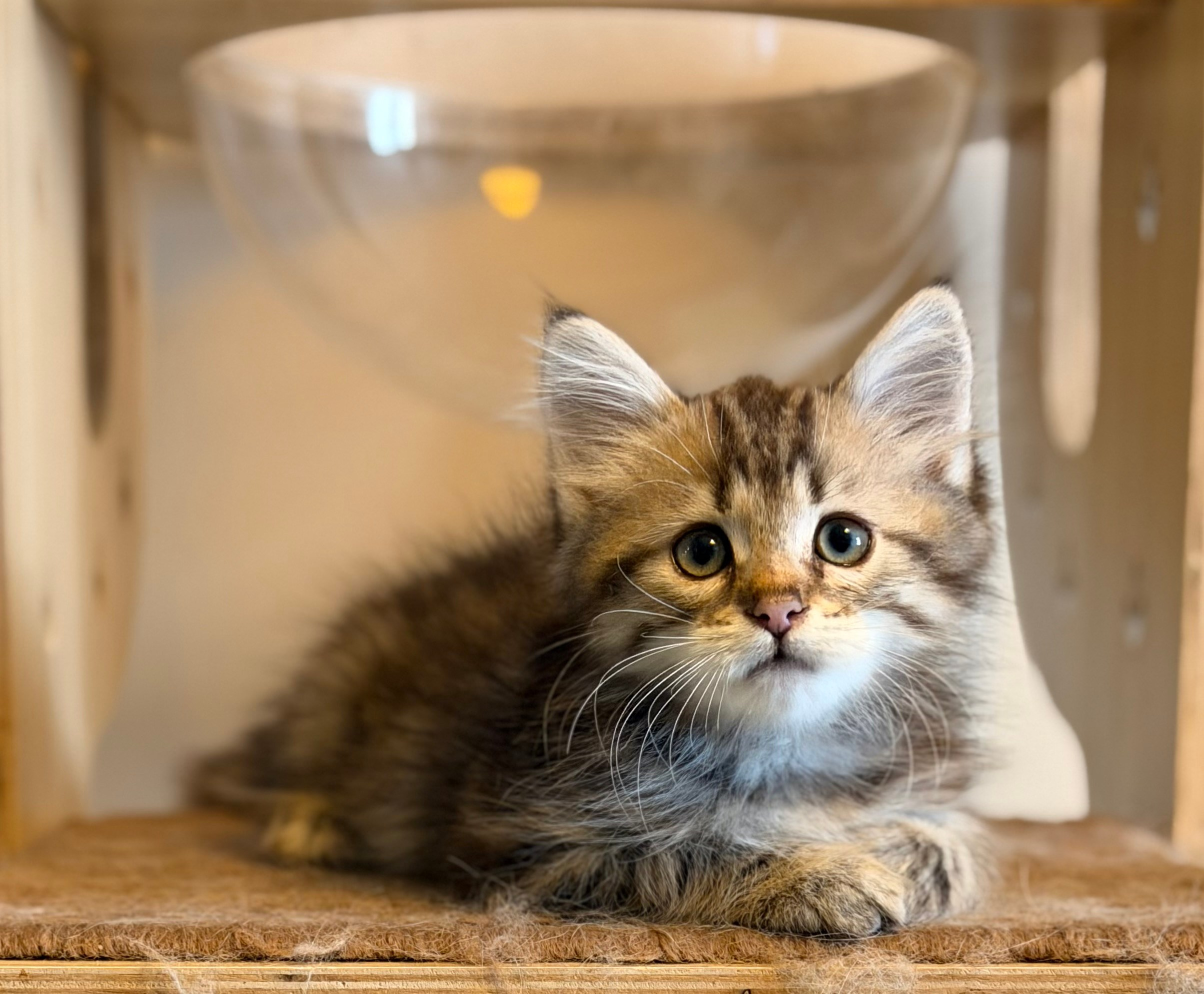 Reserved Draco - Brown Classic Tabby Male