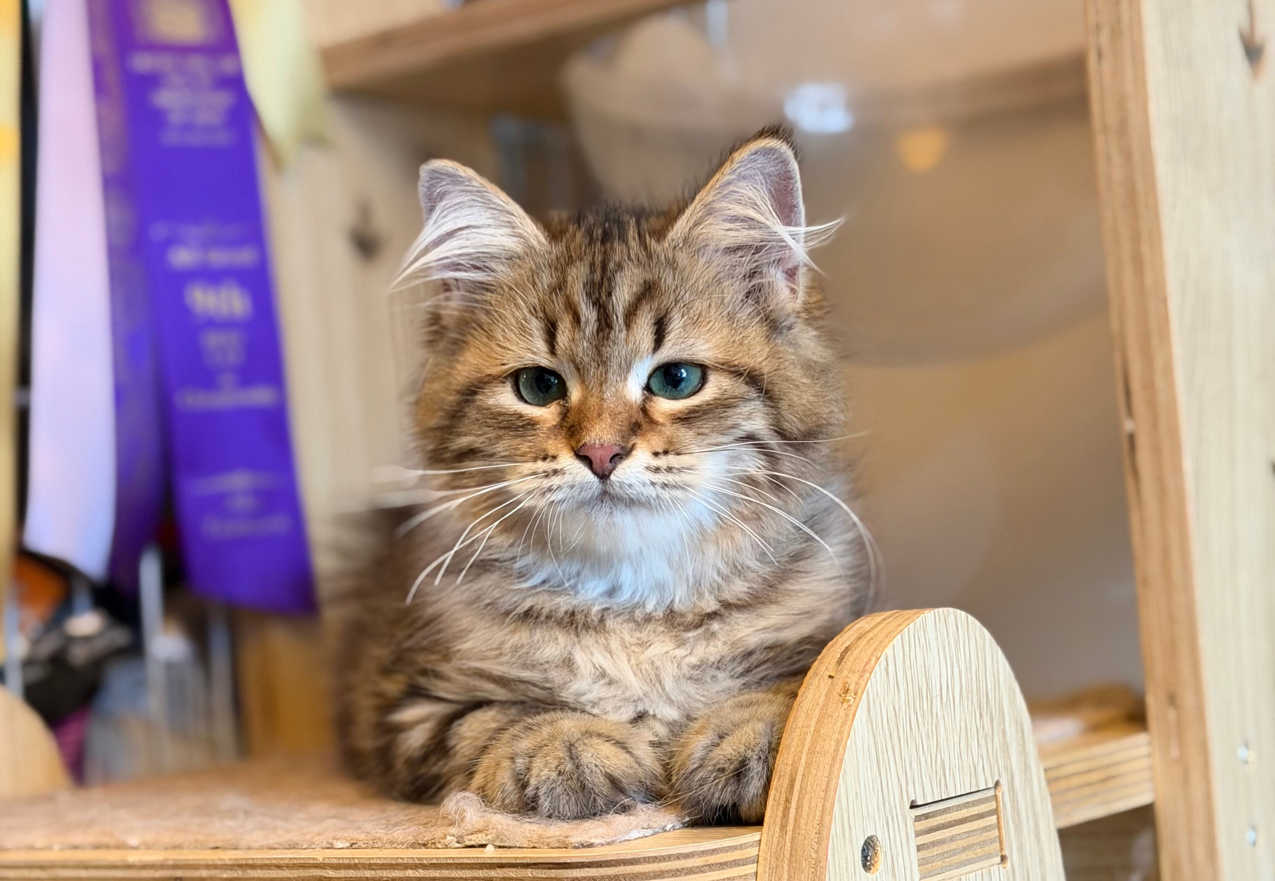 Available Faith Brown Tabby Female
