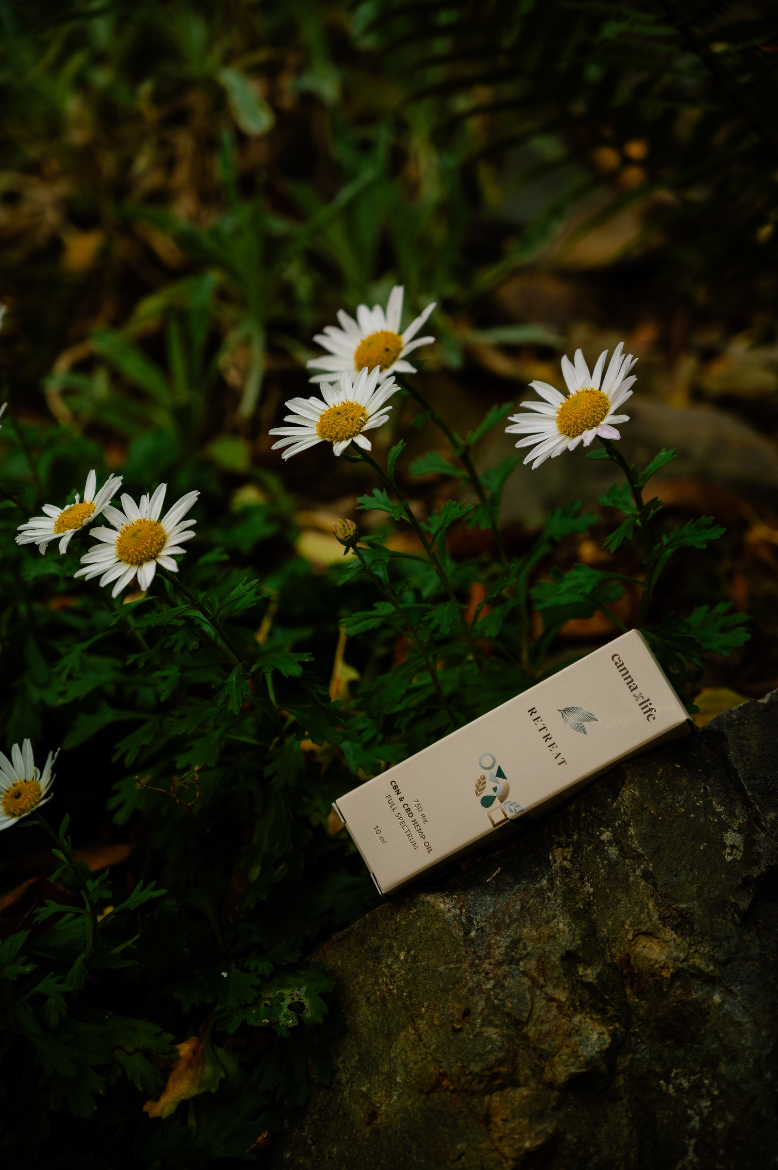 CannaXlife CBD products. ANNA-MARIA PHOTO CONTENT CREATOR — фотограф, эстет, художник и визуальный эксперт в Instagram, работающий в Праге