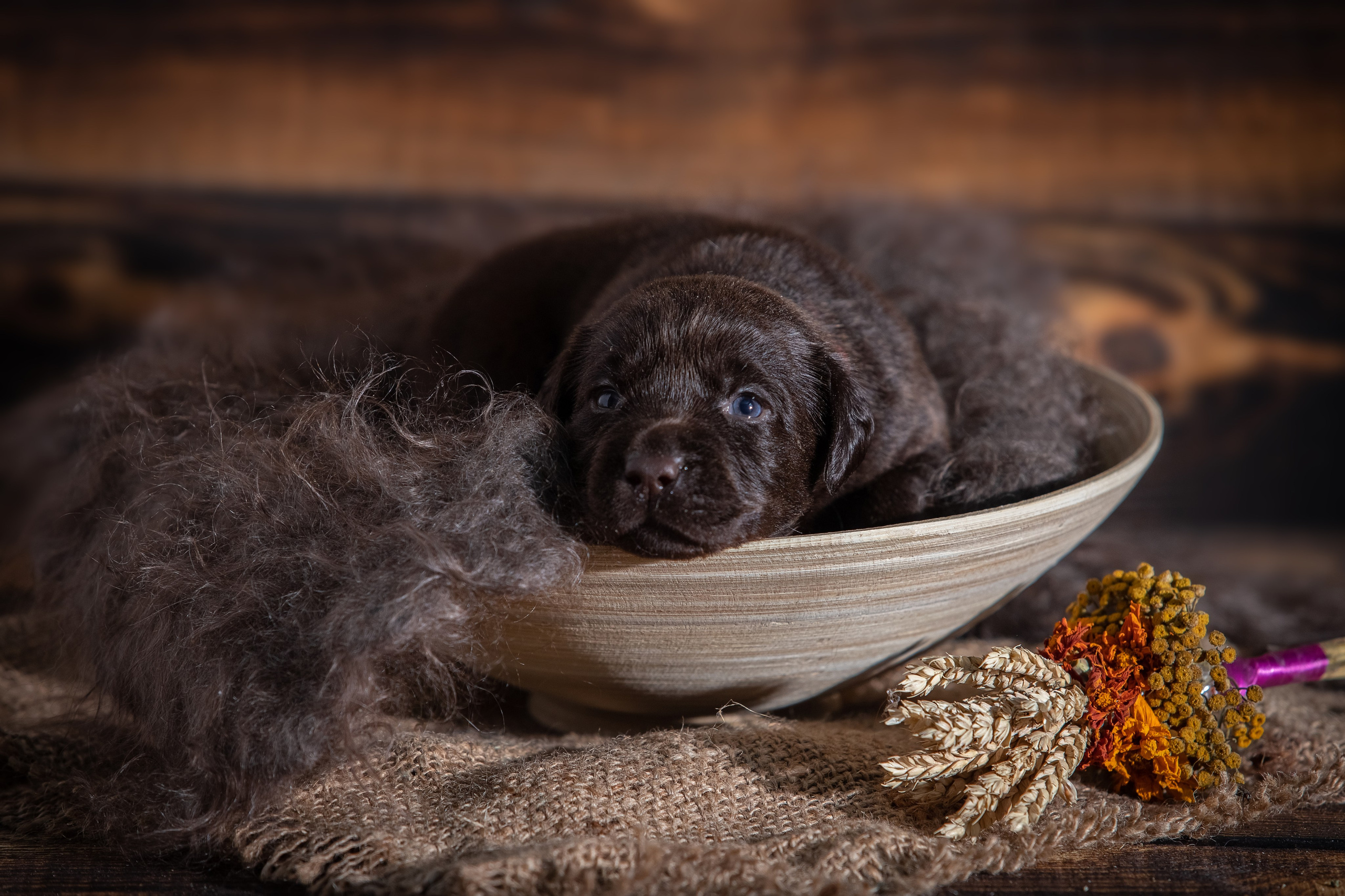 Шоколадний лабрадор ретривер