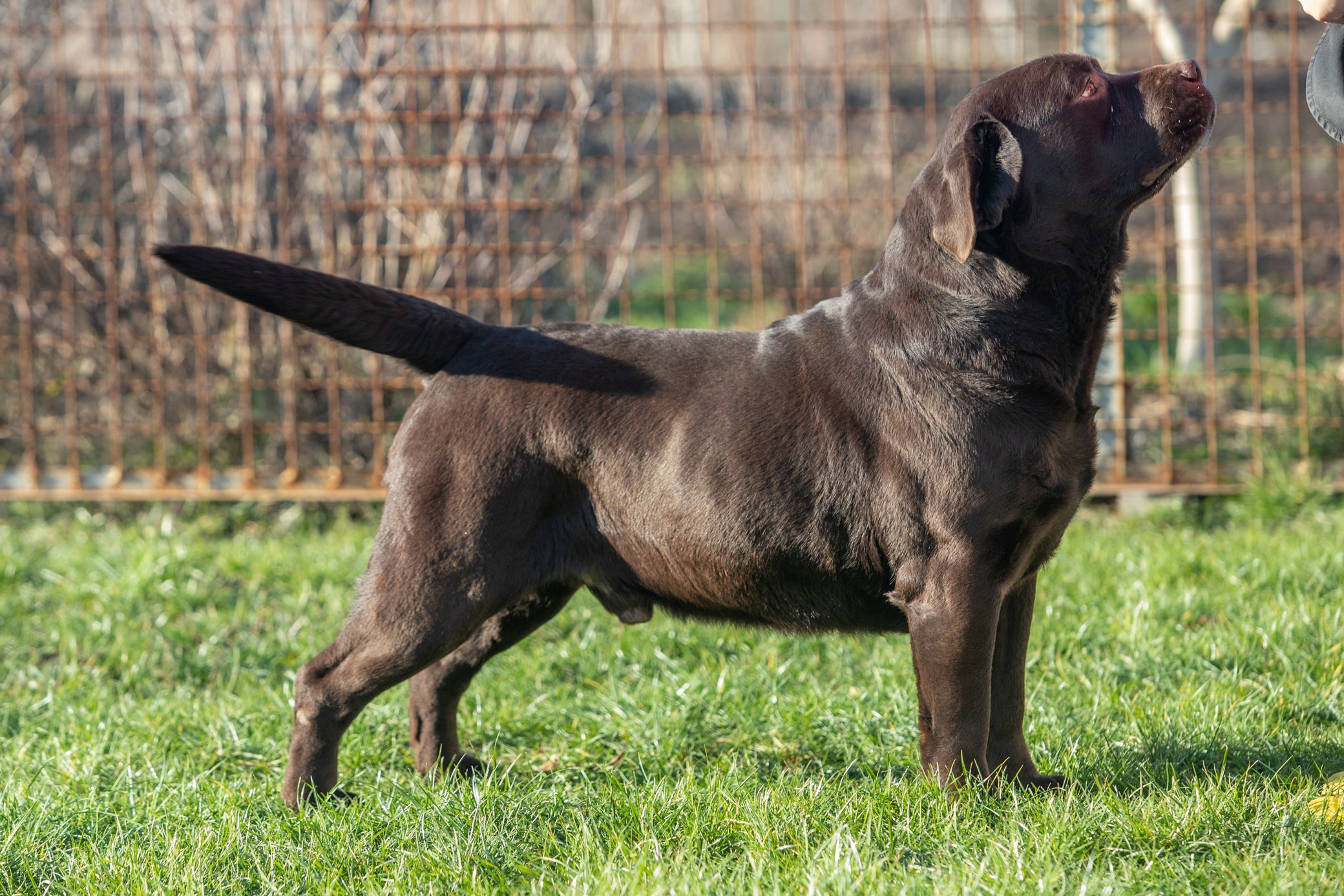 Newton. Цуценята лабрадор ретривера, Дніпро, Україна