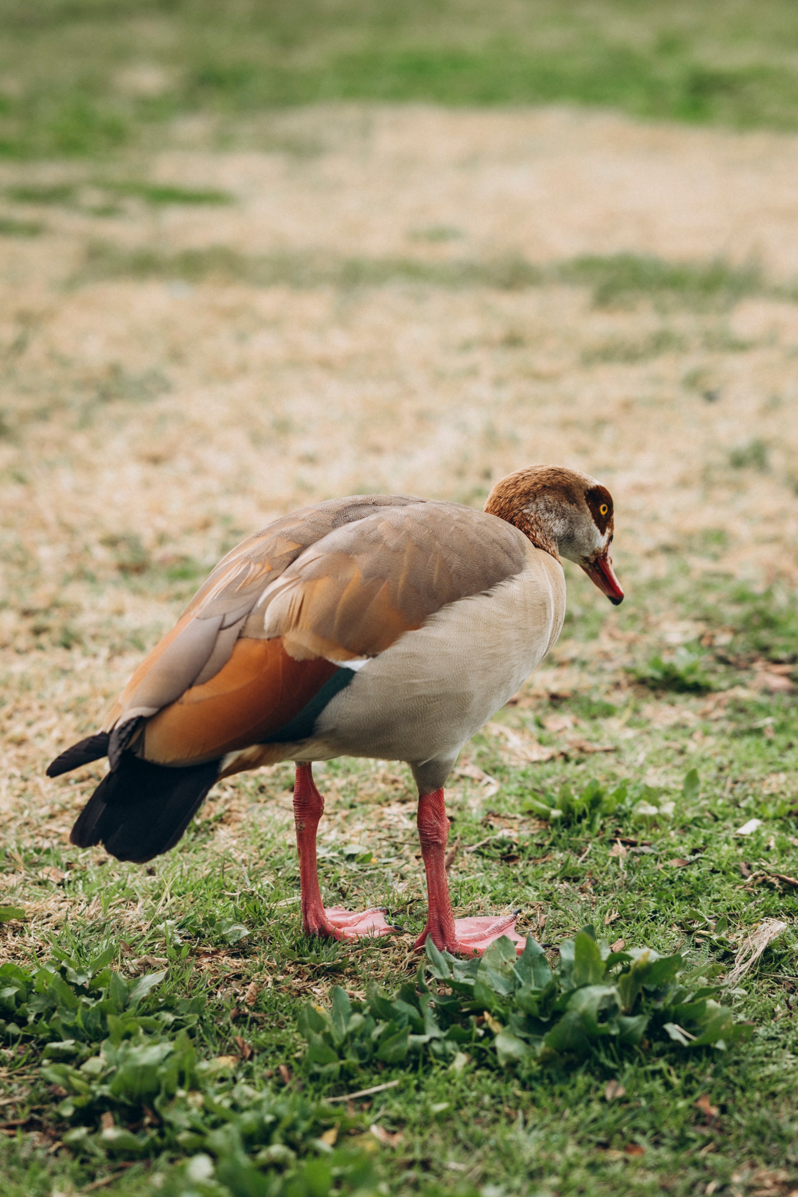 Birthday Miya 2 Years. KATY GOLD PHOTOGRAPHY