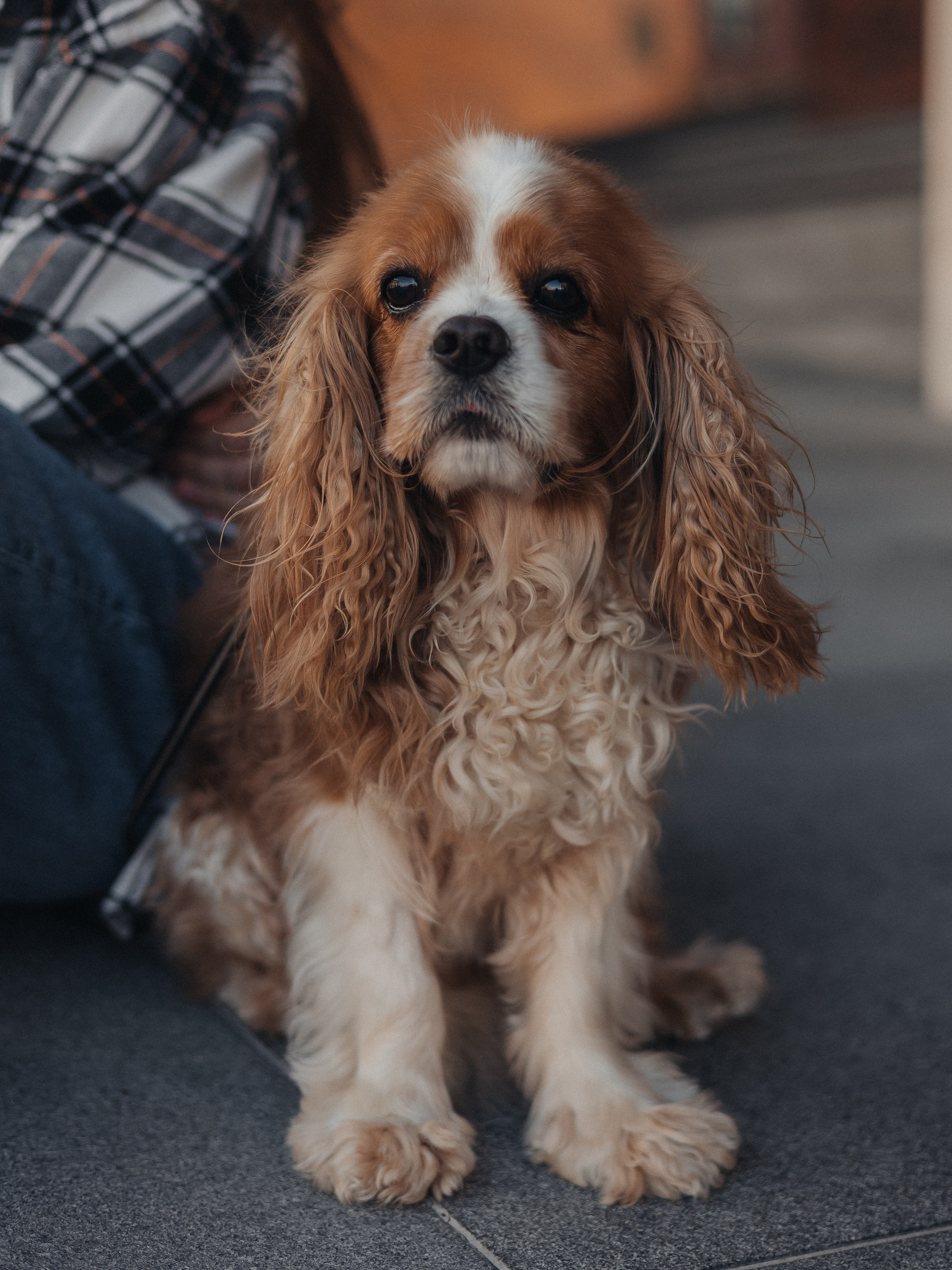 Настя, Филипп, Джованни и Риччи. Семейный фотограф в Таллинне Дарья Кивимейстер