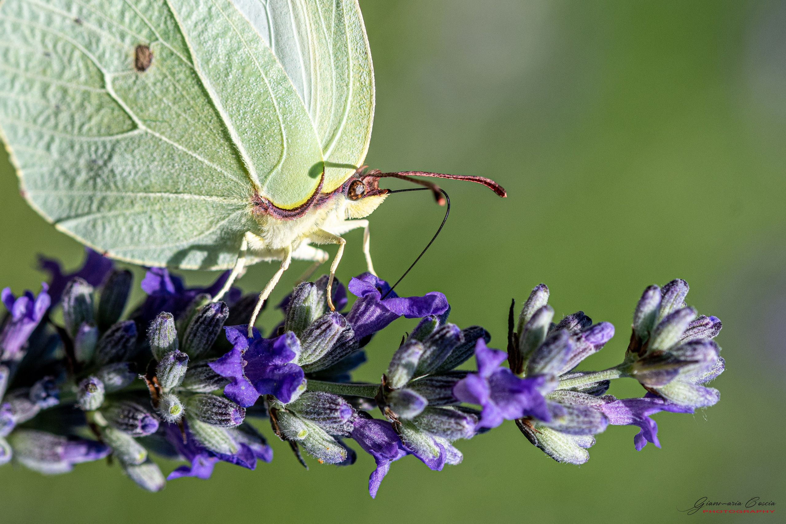 Farfalle. “Gianmaria Coscia fotografo per passione”