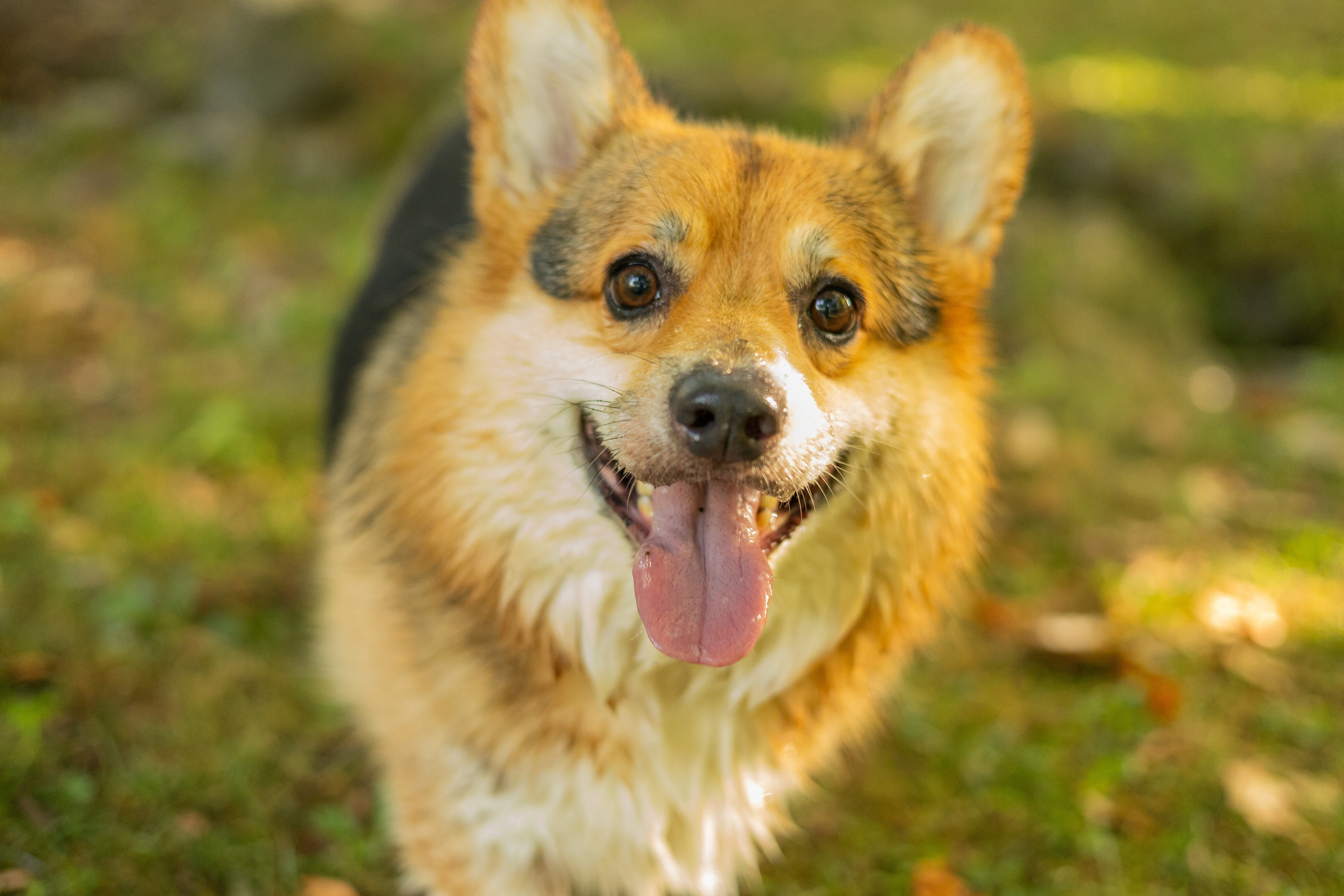 Мария и Санти. Фотограф-анималист | Белград