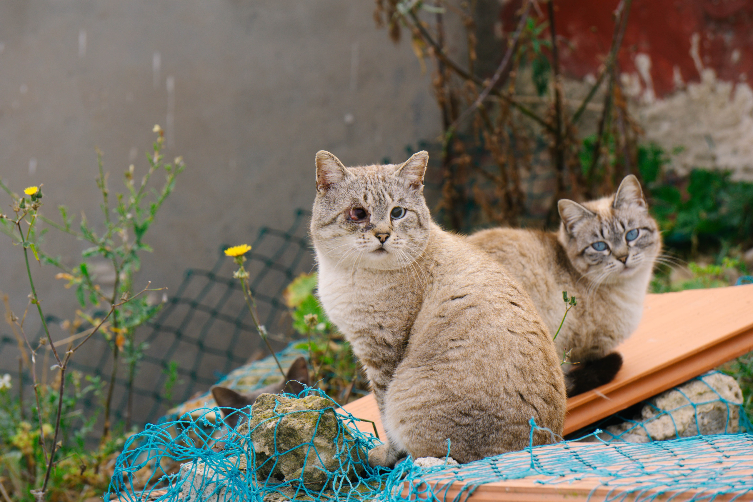 Rojales. Alba del Norte Studio
