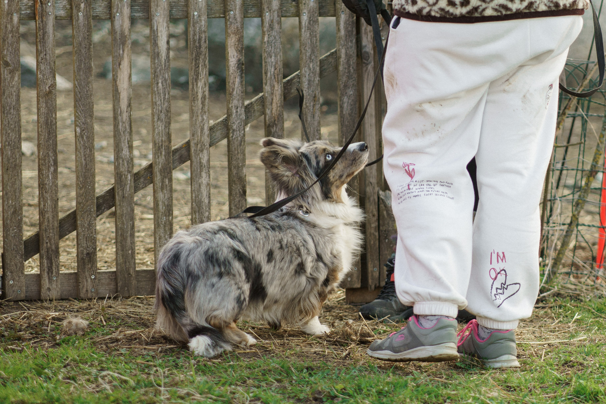 Herding Days, 26 apr. 2025. Kat Laisaar — Pet photographer in Tallinn