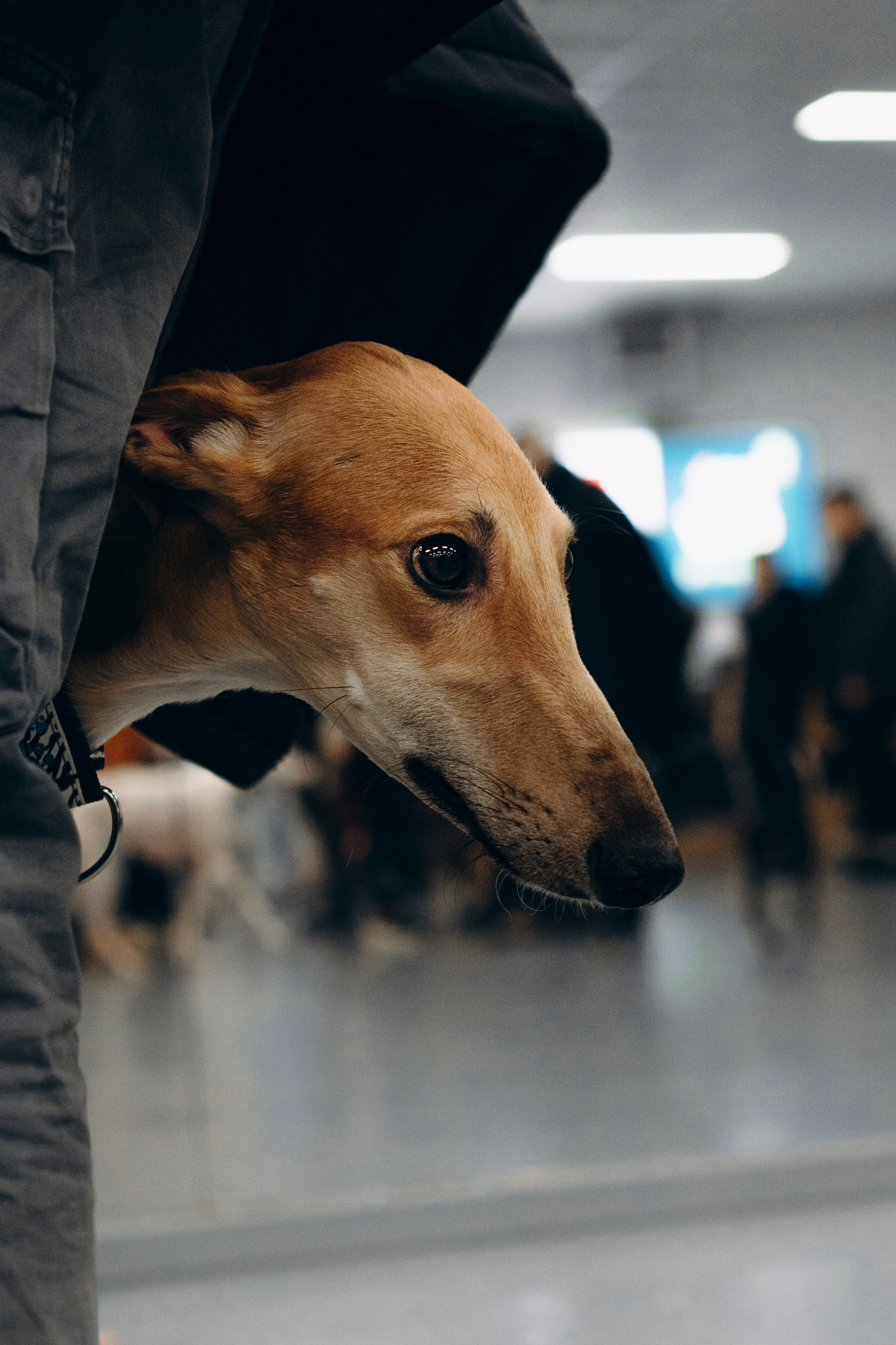 Galgotreff, 9 feb. 2025. Kat Laisaar — Pet photographer in Tallinn