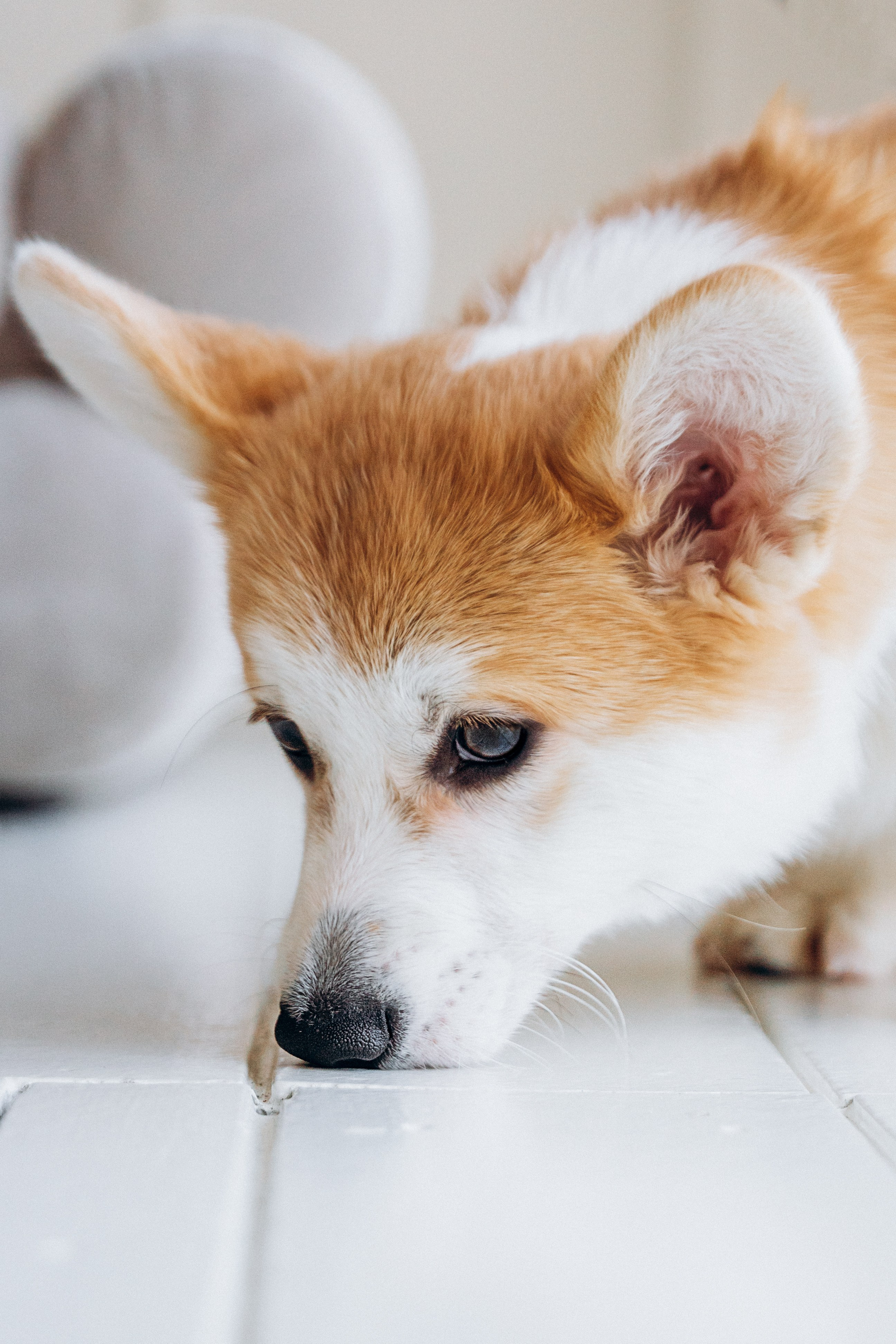 Mars & his Family. Kat Laisaar — Pet photographer in Tallinn
