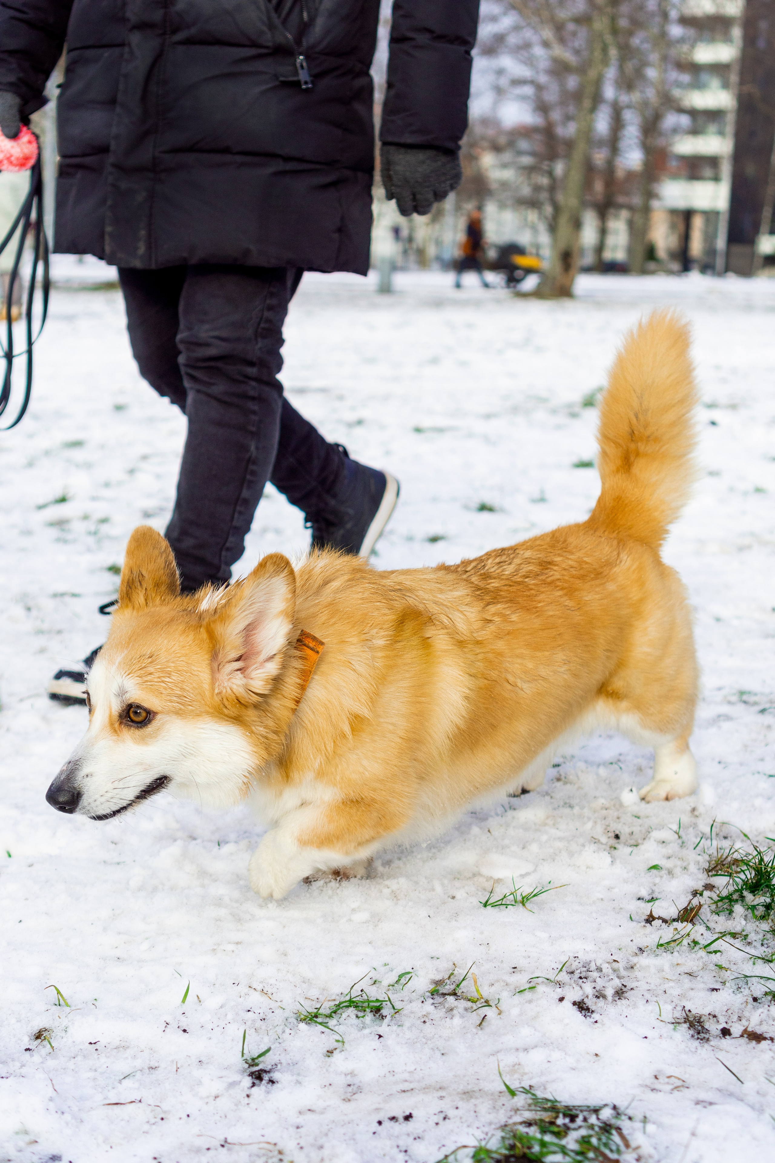 Corgi party, 23 feb. 2025. Kat Laisaar — Pet photographer in Tallinn