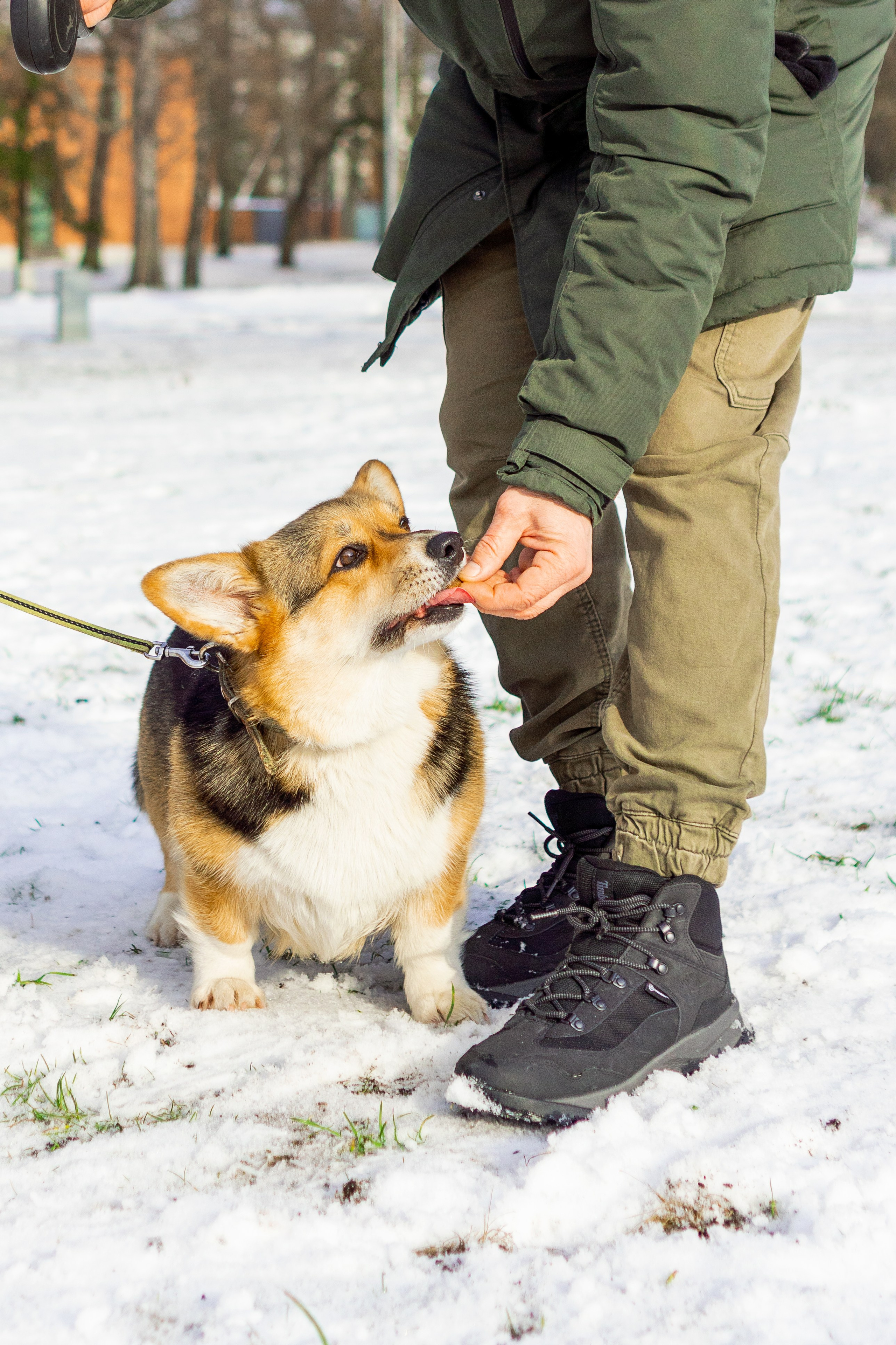 Corgi party, 23 feb. 2025. Kat Laisaar — Pet photographer in Tallinn