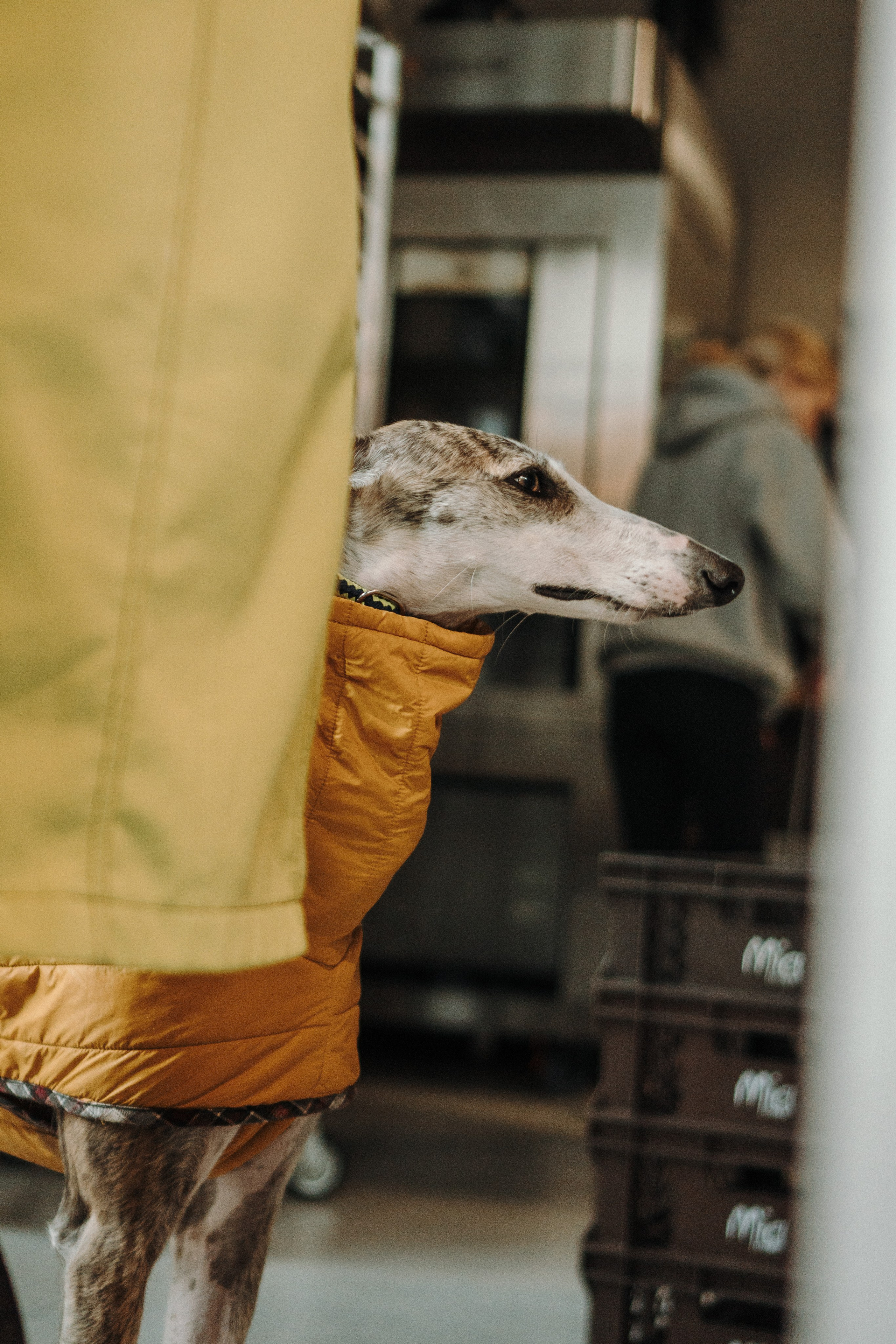 GalgoTreff / Mia Pagar 1 may, 2025. Kat Laisaar — Pet photographer in Tallinn