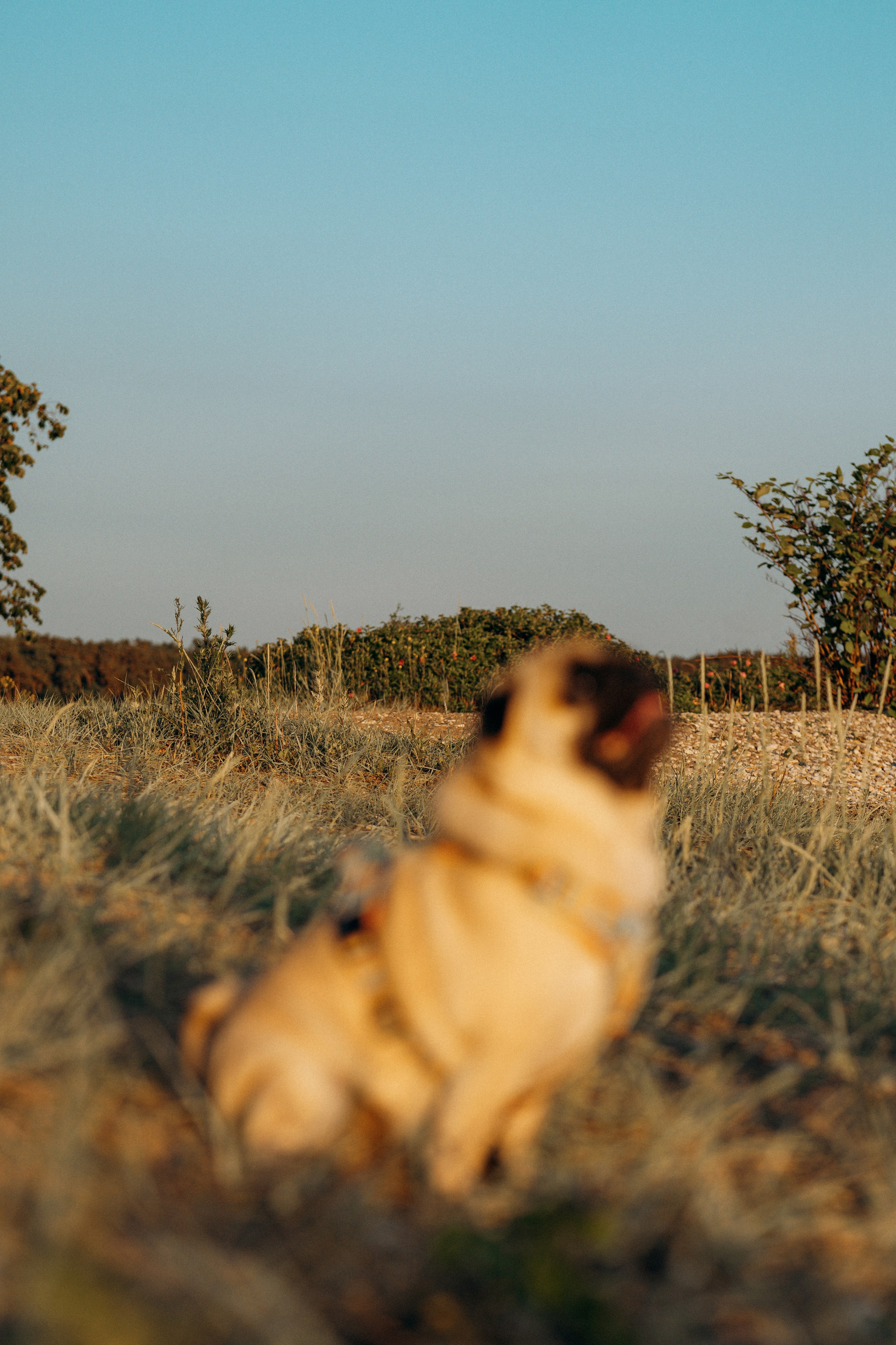 Frank, Tony, Katerina & Lev. Kat Laisaar — Pet photographer in Tallinn